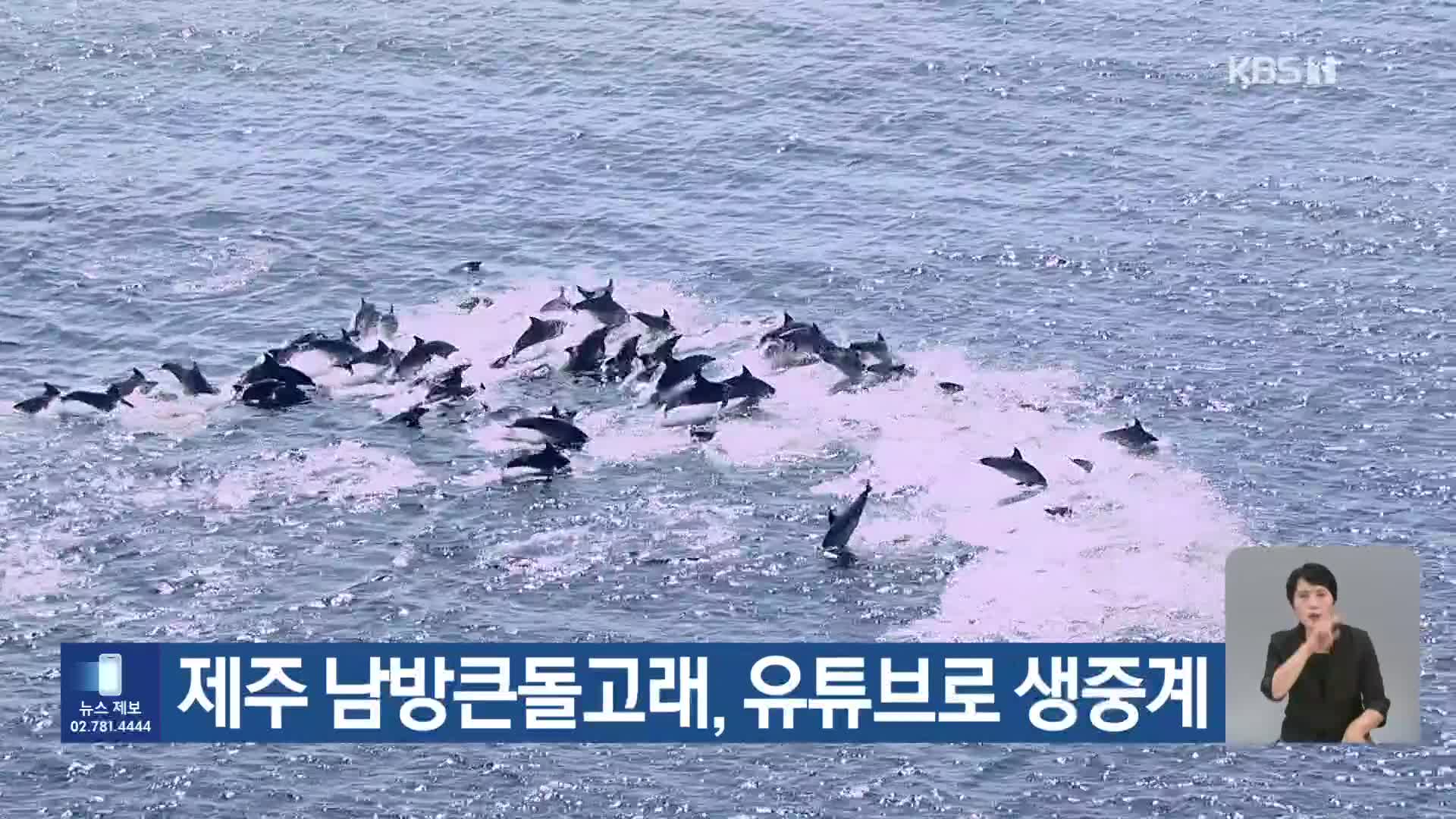 제주 남방큰돌고래, 유튜브로 생중계