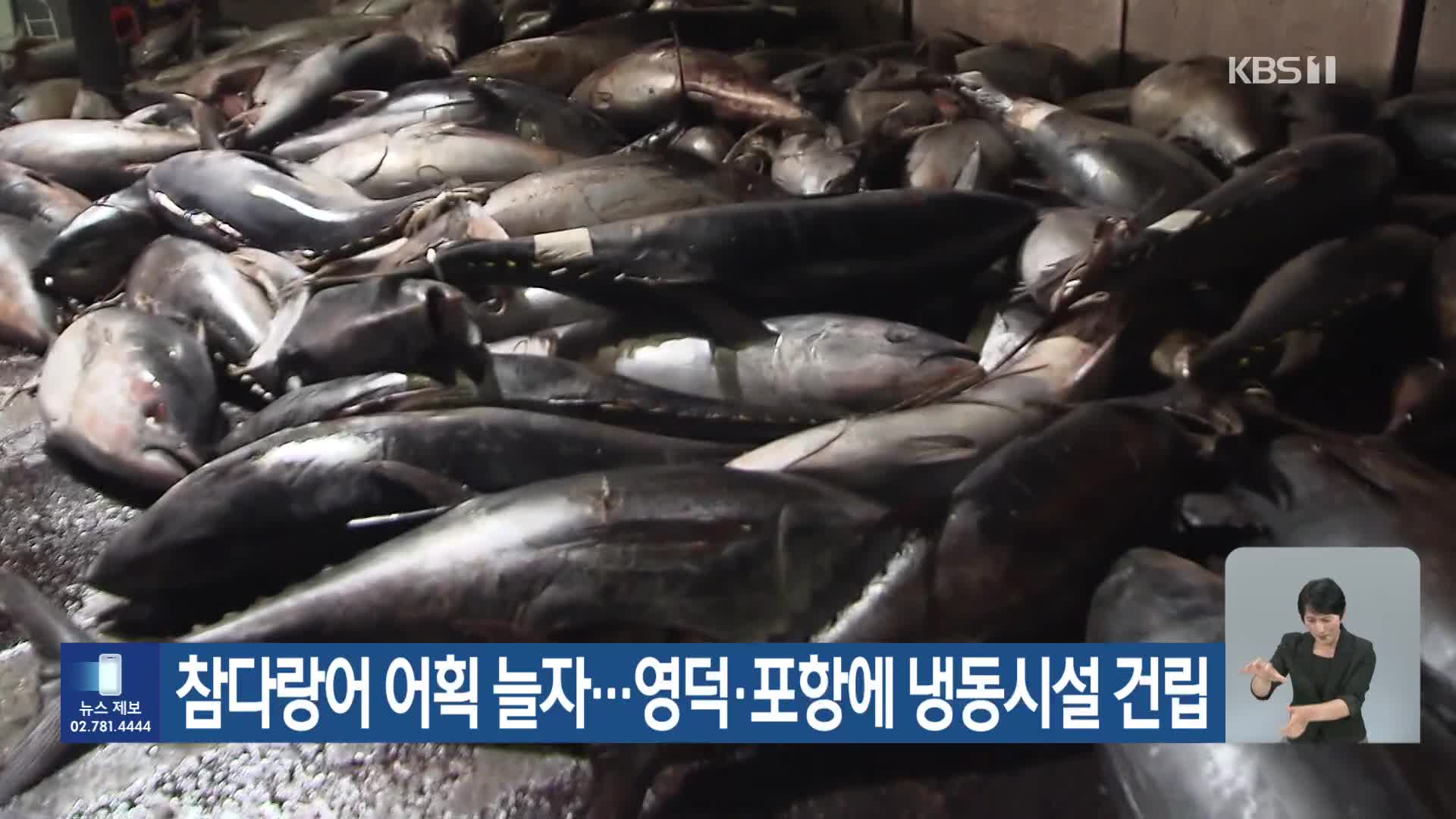 [기후는 말한다] 참다랑어 어획 늘자…영덕·포항에 냉동시설 건립