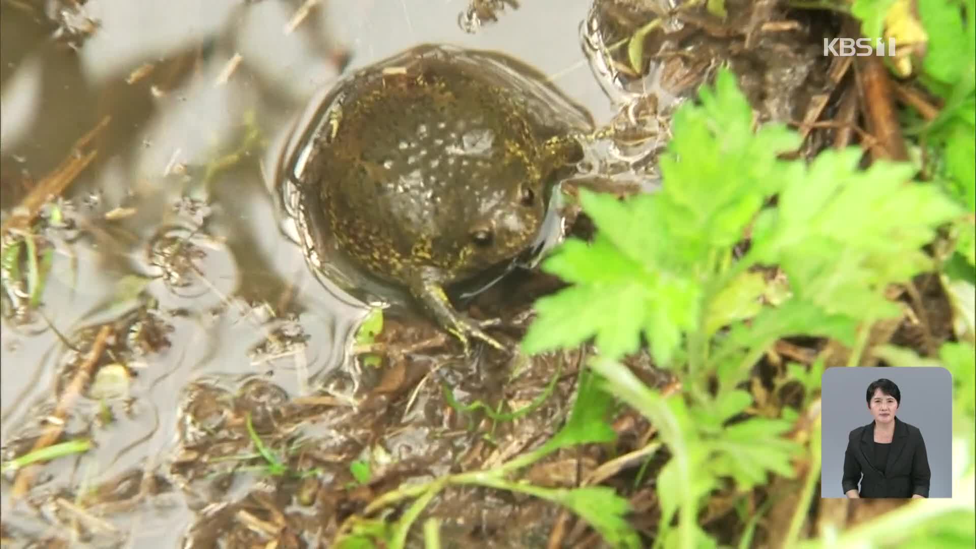 [기후는 말한다] 의정부 공동주택 신축 예정 부지서 맹꽁이 발견…이주 추진
