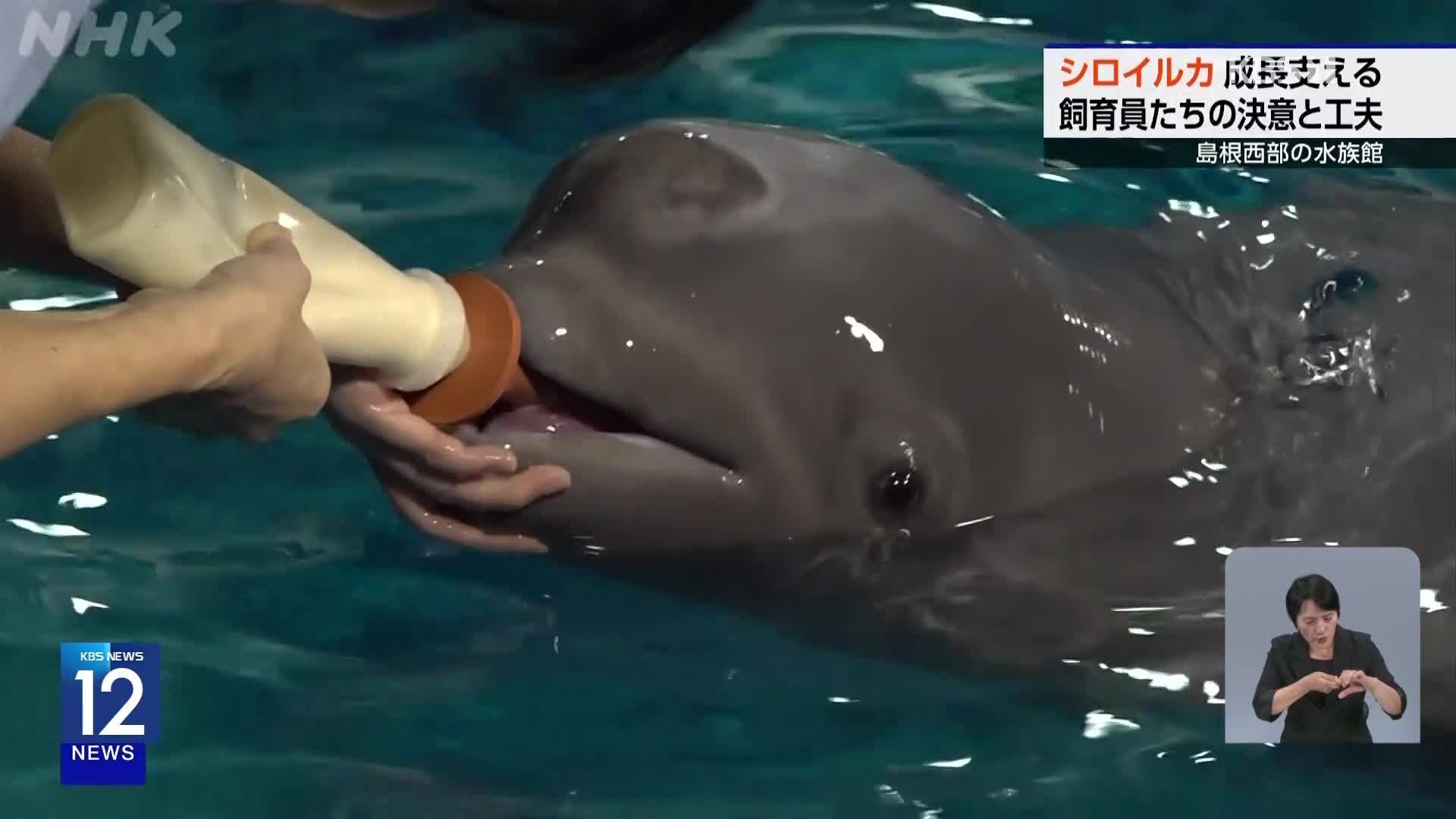 일본, 엄마 잃은 돌고래…사육사들이 키웁니다!