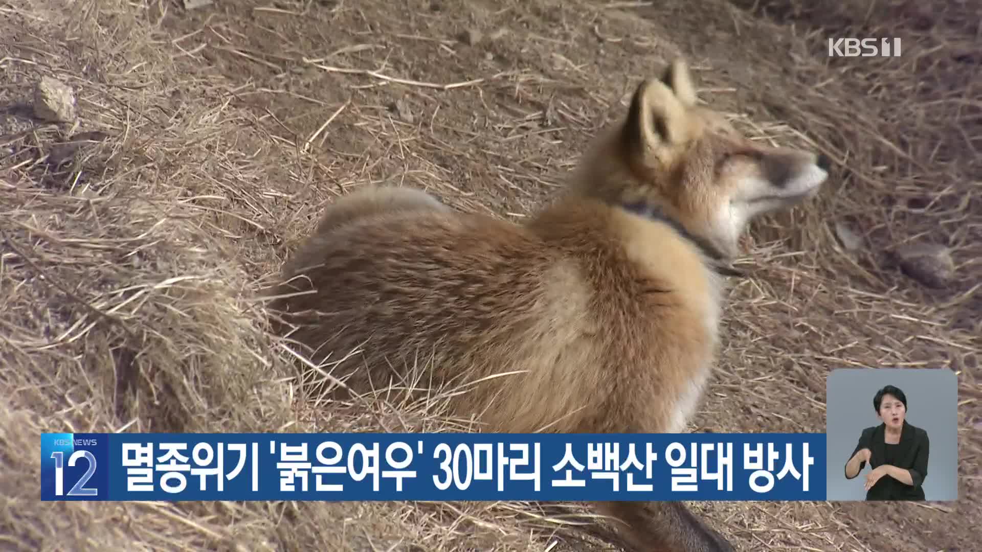 [기후는 말한다] 멸종위기 ‘붉은여우’ 30마리 소백산 일대 방사