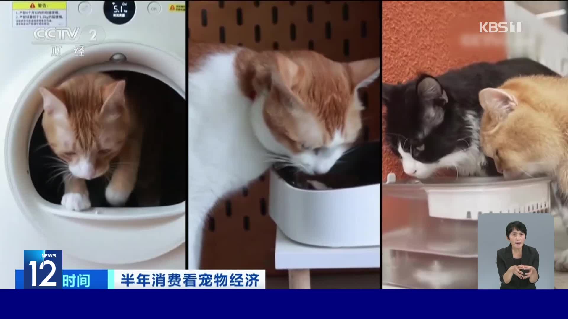 중국, AI가 반려동물 돌본다? AI 용품 수요 급증