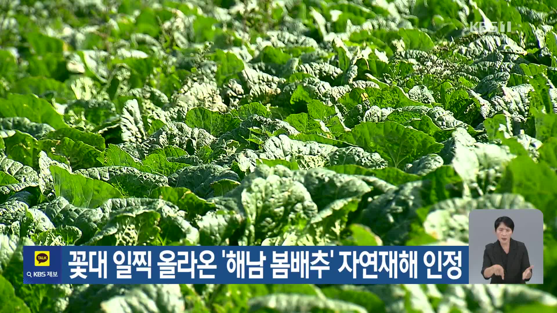 [기후는 말한다] 꽃대 일찍 올라온 ‘해남 봄배추’ 자연재해 인정