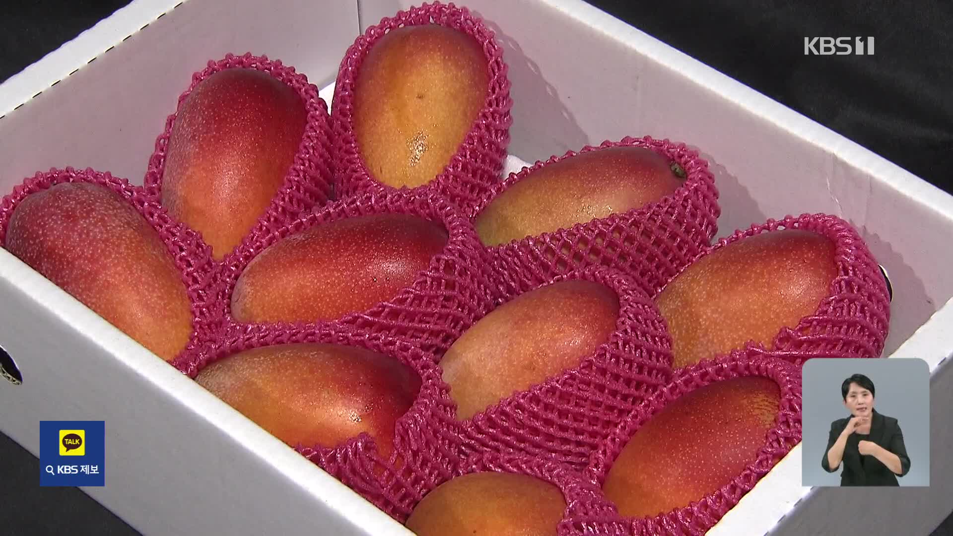[기후는 말한다] 이상 기후 가속화…아열대 작물 전환 ‘속도’