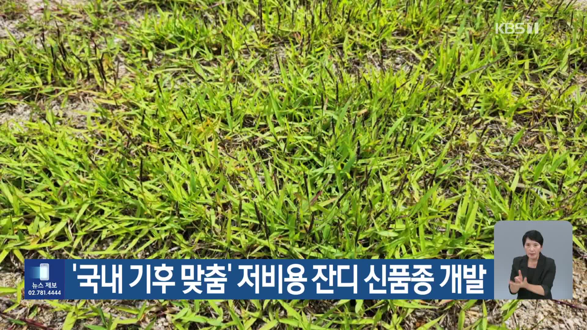[기후는 말한다] ‘국내 기후 맞춤’ 저비용 잔디 신품종 개발