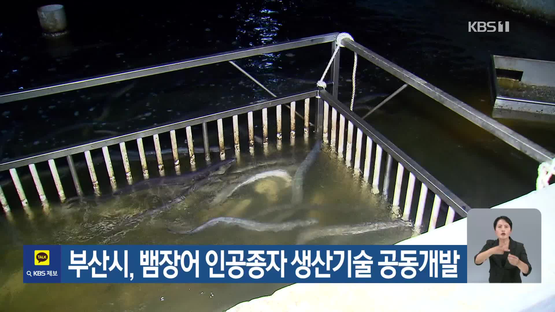 [기후는 말한다] 부산시, 뱀장어 인공종자 생산기술 공동개발