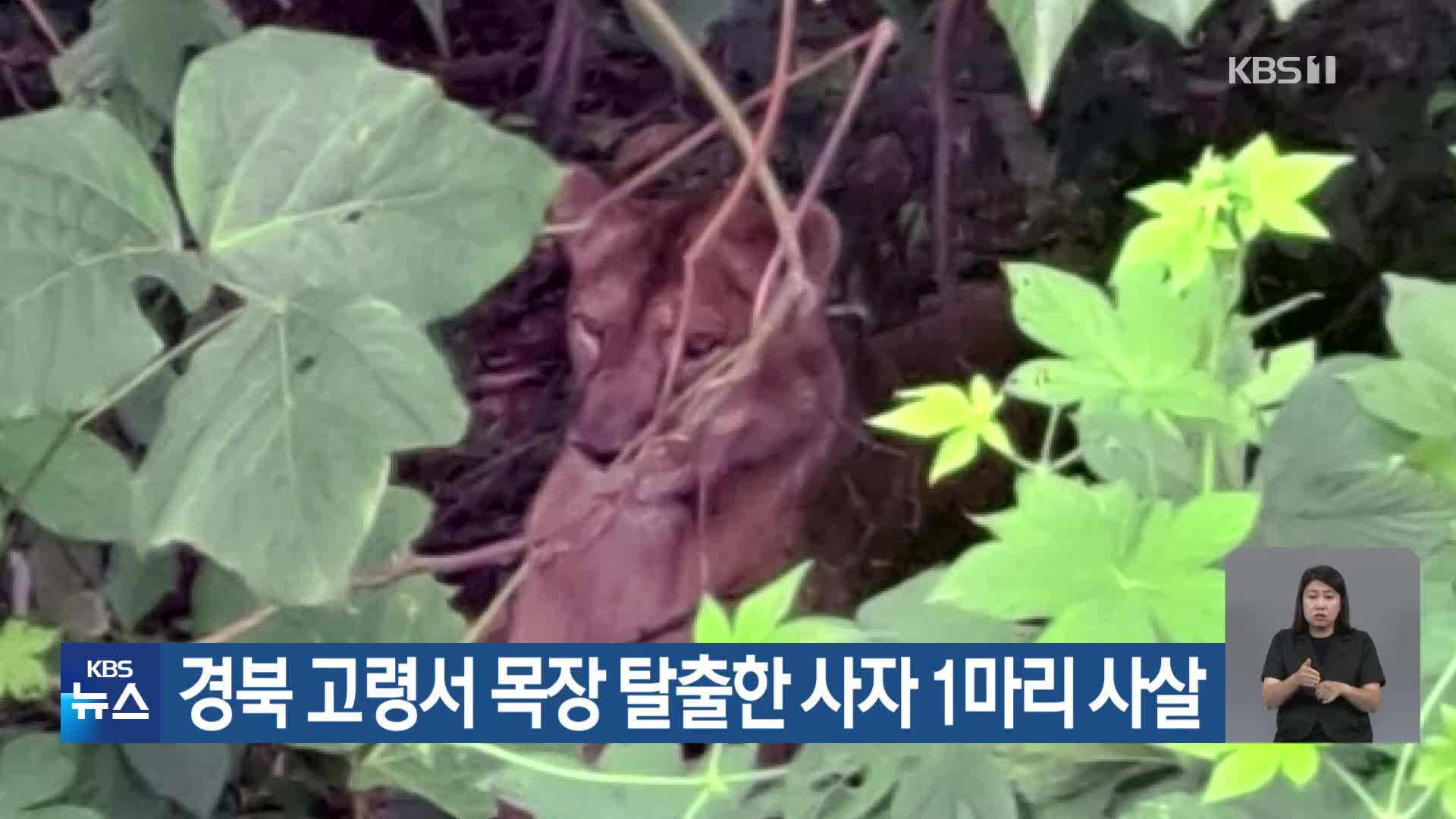 경북 고령서 목장 탈출한 사자 1마리 사살