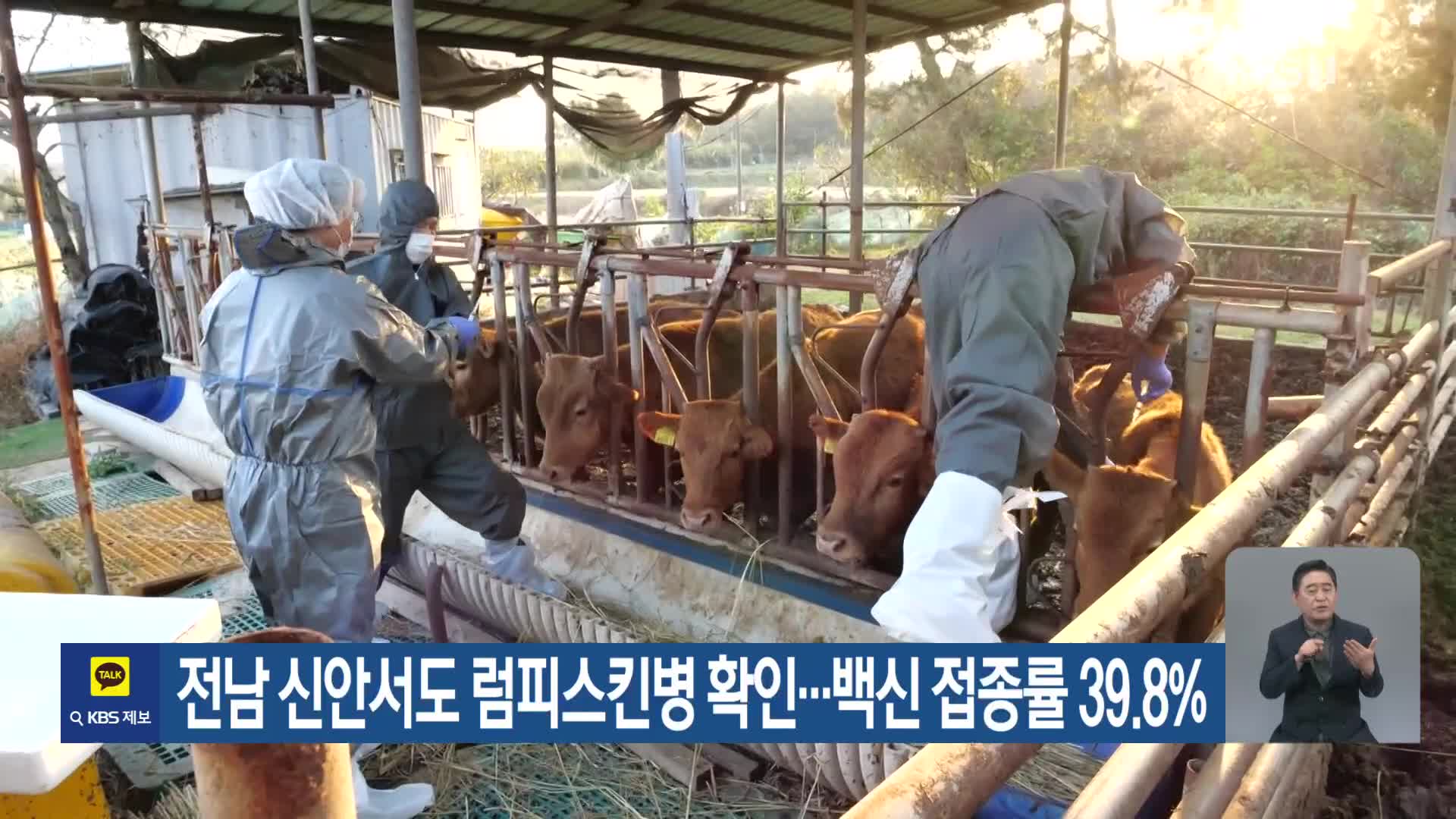 전남 신안서도 럼피스킨병 확인…백신 접종률 39.8%