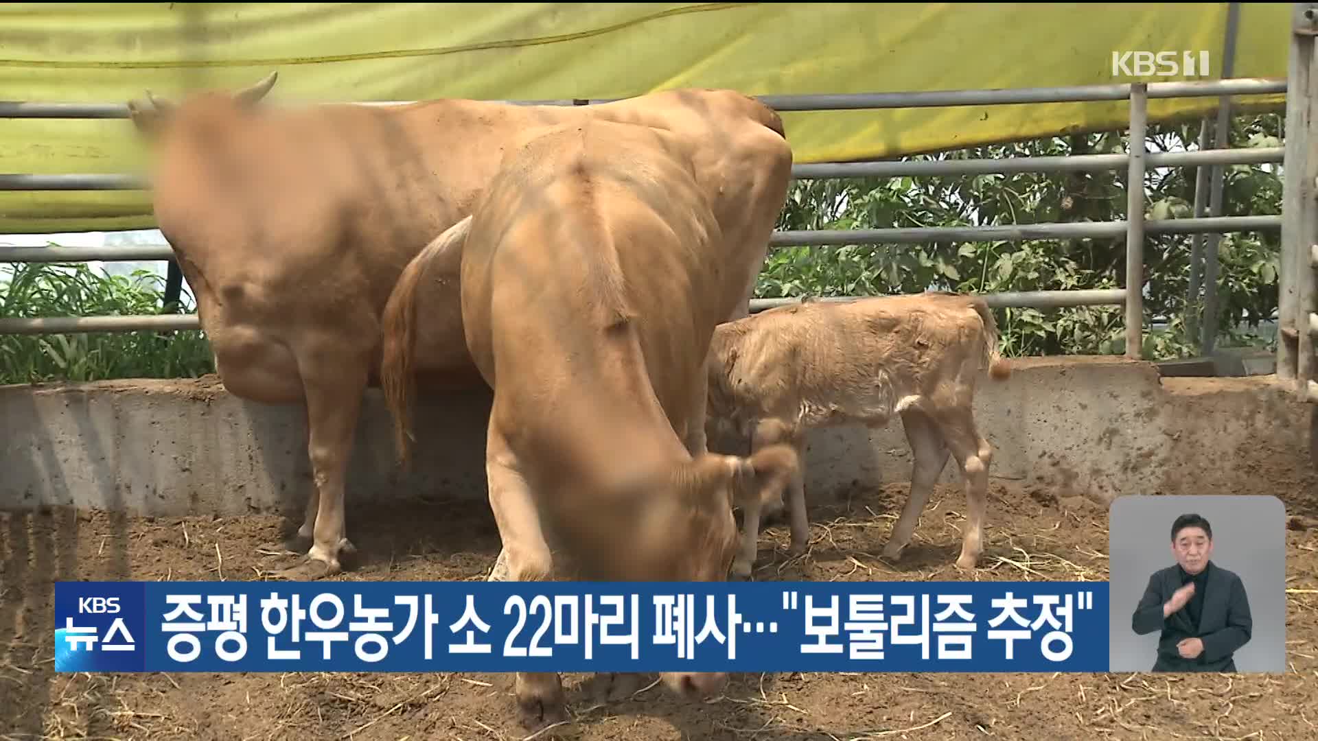 증평 한우농가 소 22마리 폐사…“보툴리즘 추정”