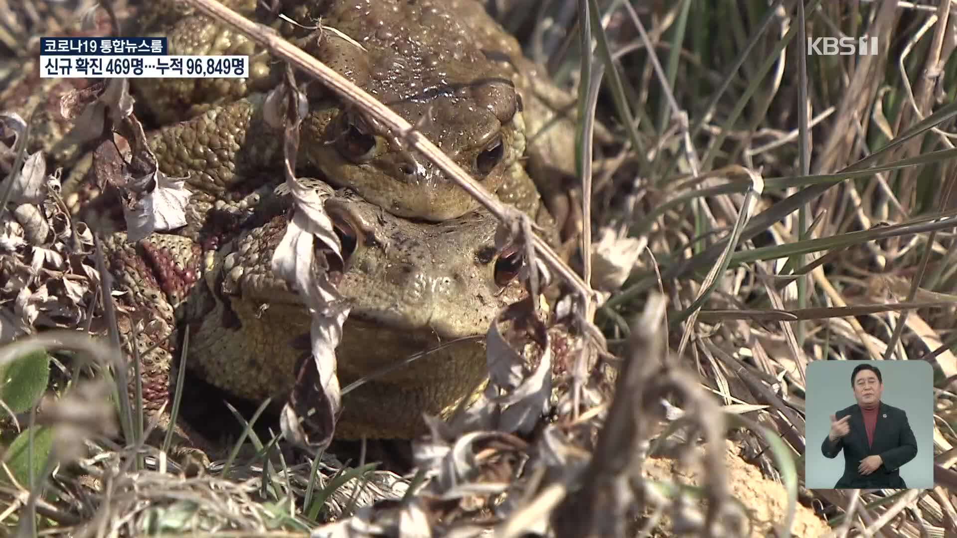봄철 두꺼비·개구리 길 가다 죽어…양서류 로드킬 잇따라