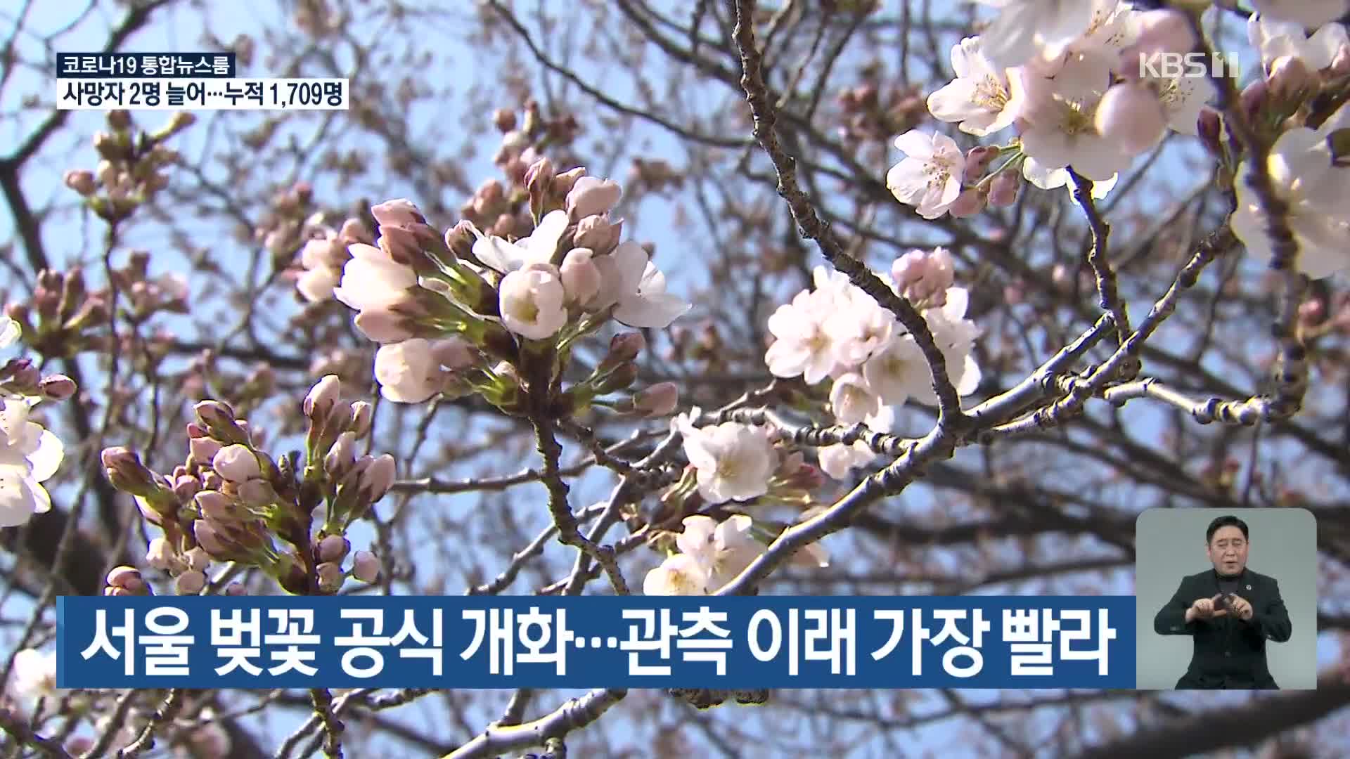 서울 벚꽃 공식 개화…관측 이래 가장 빨라
