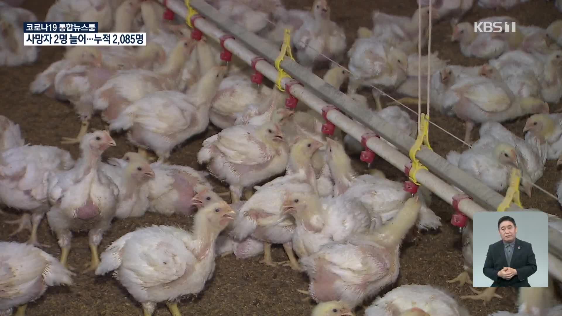 “열흘 새 닭 만 마리 죽었어요”…폭염에 가축 폐사 속출