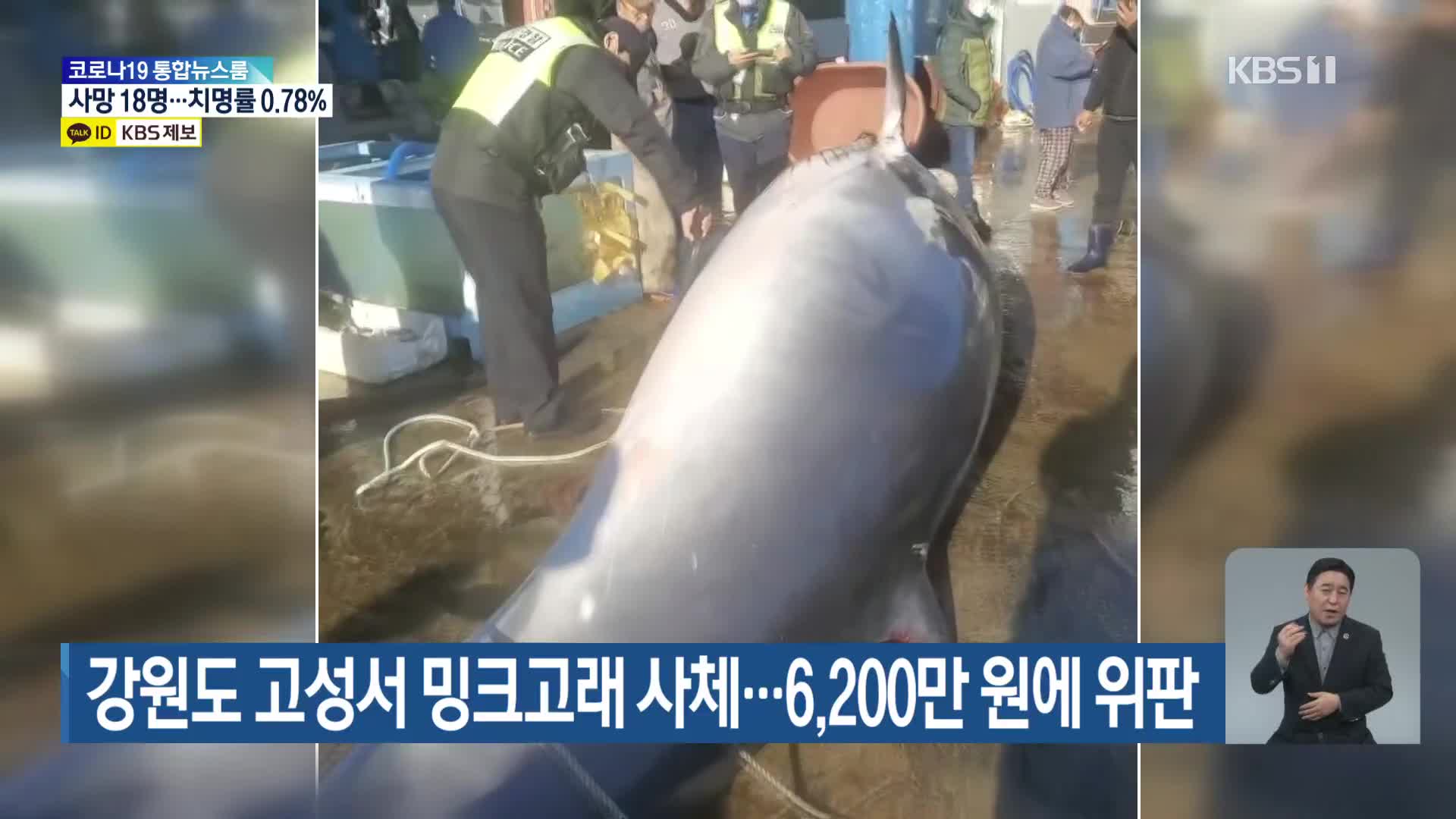 강원도 고성서 밍크고래 사체…6,200만 원에 위판