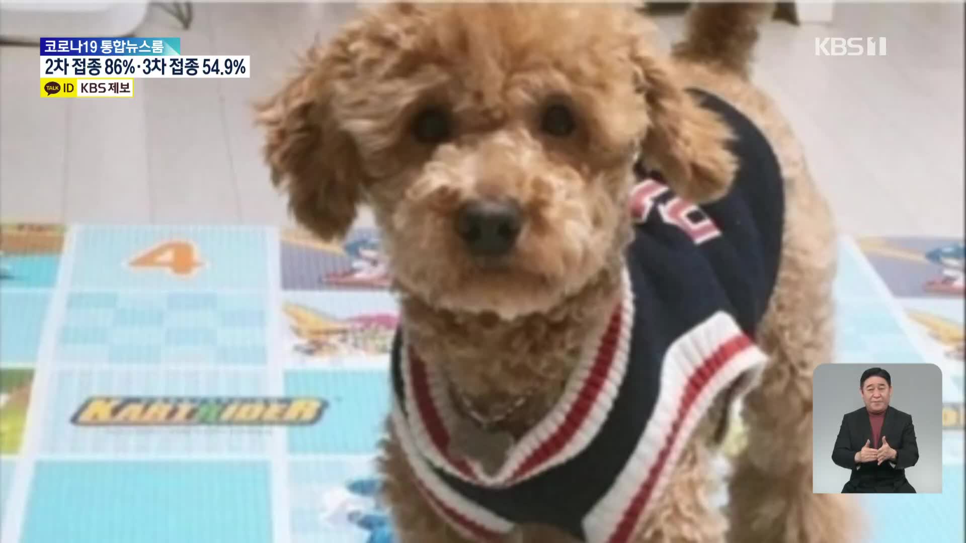 입양한 개 10여 마리 학대해 죽여…“가정불화 분풀이”