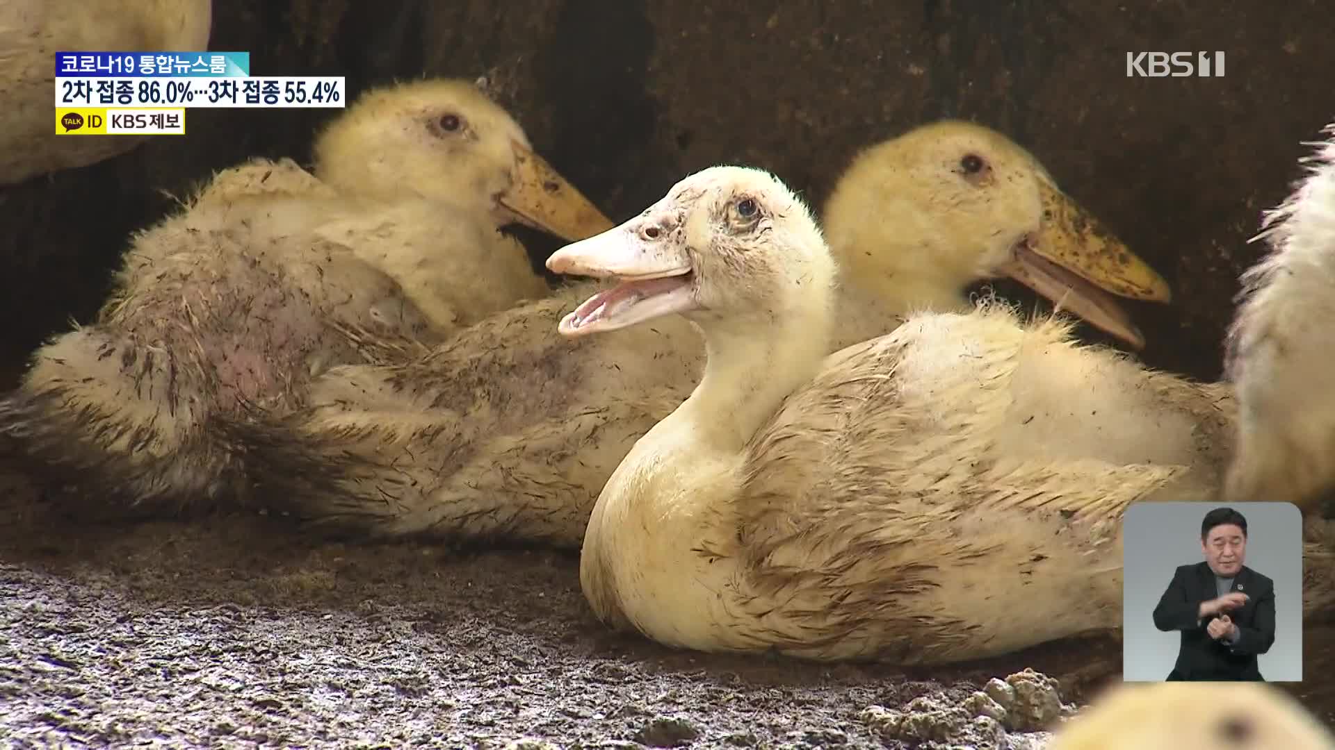 심상치 않은 조류인플루엔자…13일까지 전국 일제 소독