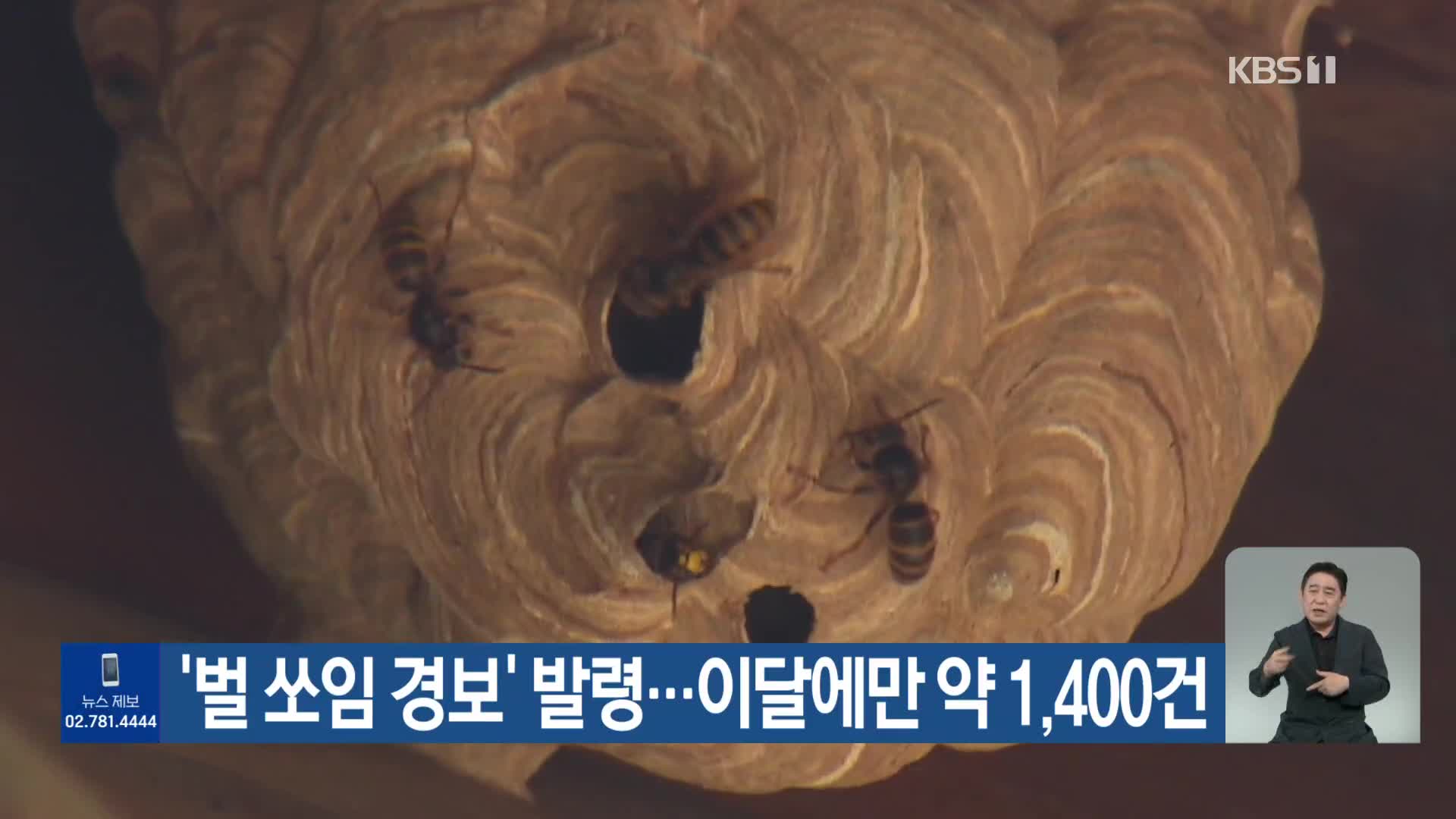 ‘벌 쏘임 경보’ 발령…이달에만 약 1,400건