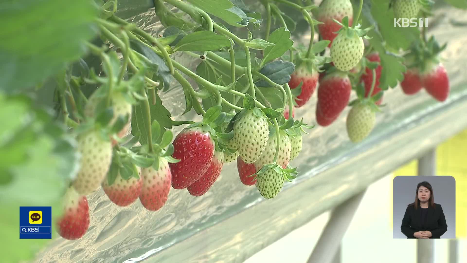 한달 이른 겨울 딸기 출하…성수기보다 가격 2배