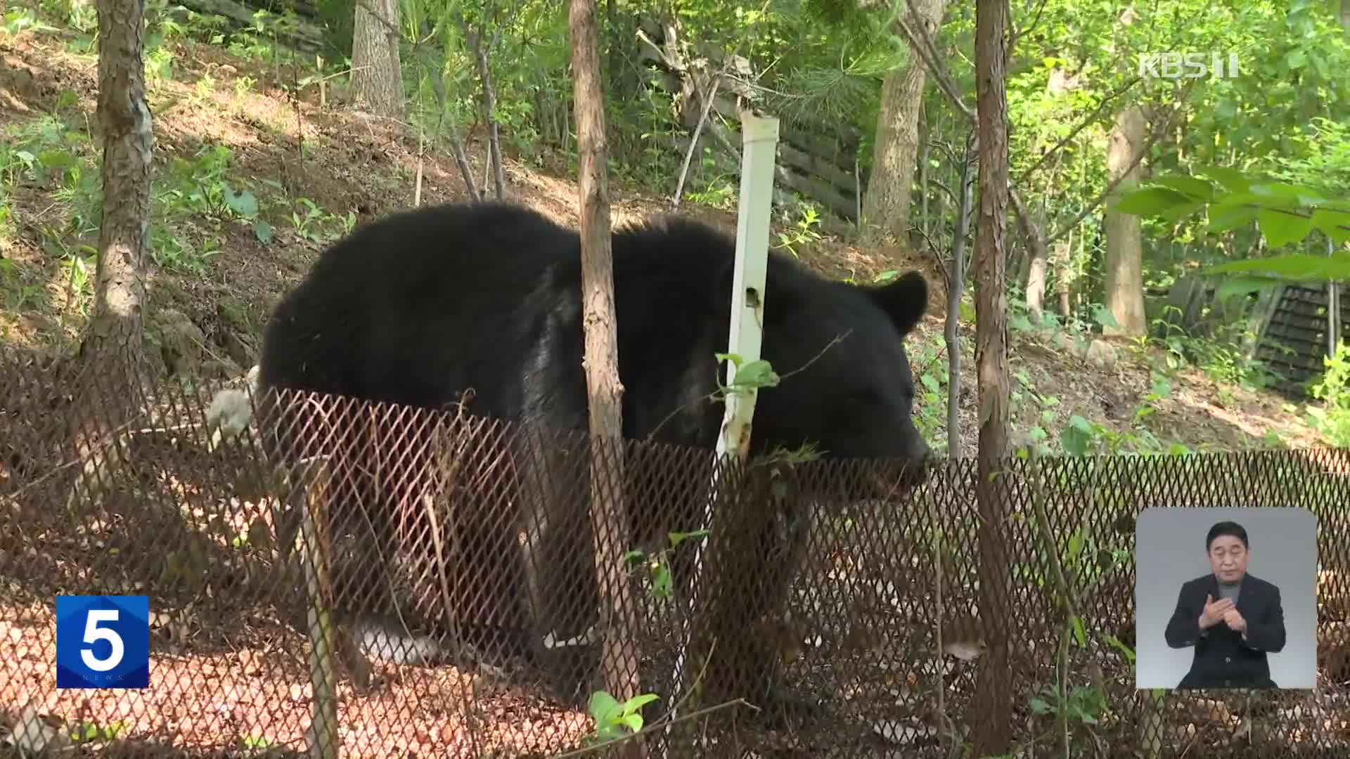 곰 사육농장 60대 부부 사망…탈출 곰들 습격 추정