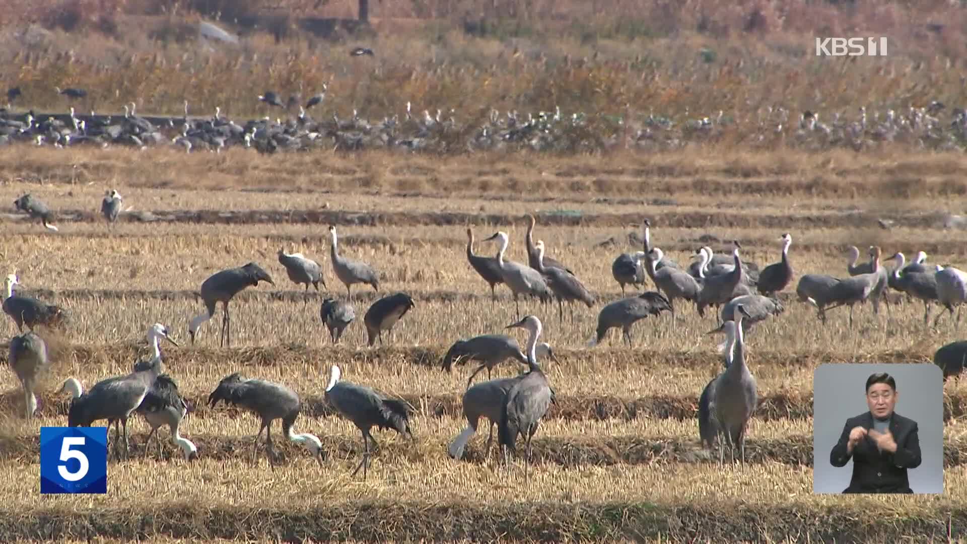 주남저수지 찾은 재두루미 역대 최다…방역 비상