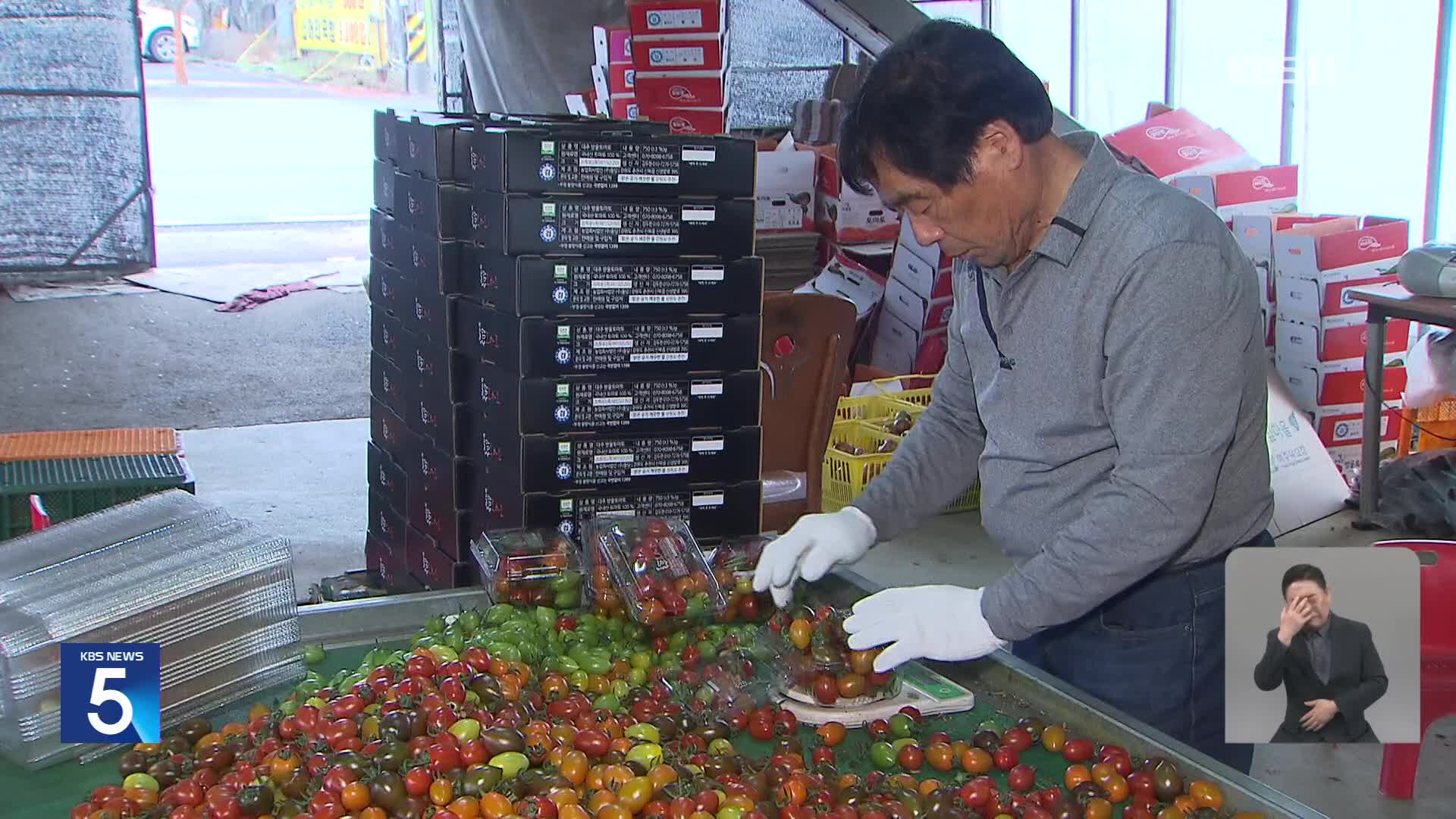 “우리 토마토는 괜찮은데”…‘토마틴 검출’ 농가에 불똥