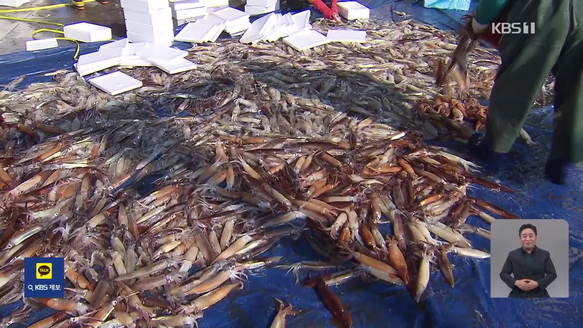 ‘오징어의 귀환’…강원 동해안 어촌 활기