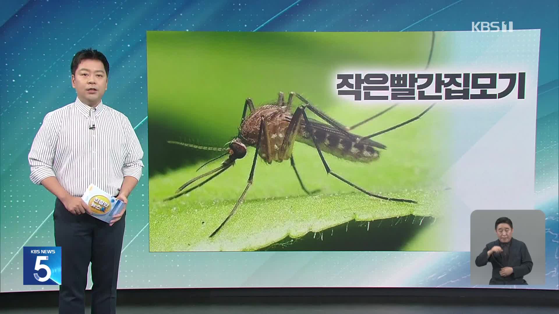 [친절한 뉴스K] “부산 모기 91%가 매개종” 일본뇌염 ‘전국 경보’