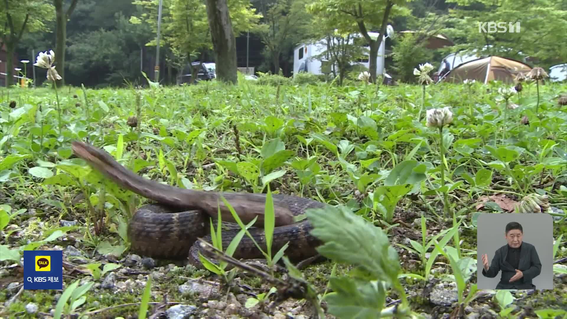 “먹잇감 찾아”…긴 장마에 뱀 출몰 신고 급증