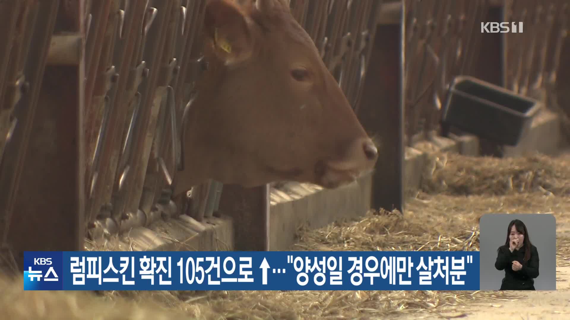 럼피스킨 확진 105건으로 ↑…“양성일 경우에만 살처분”