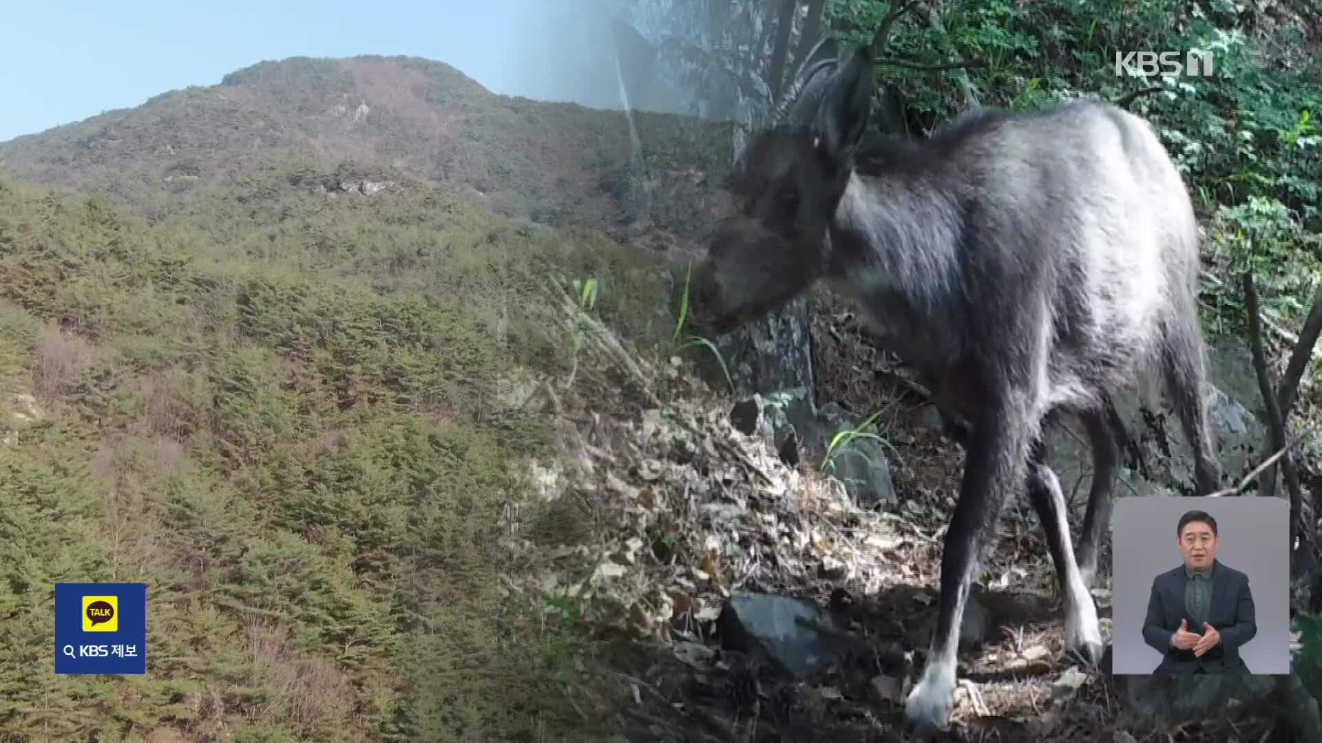 속리산 산양 복원 성공적…백두대간 생태 축 탄력