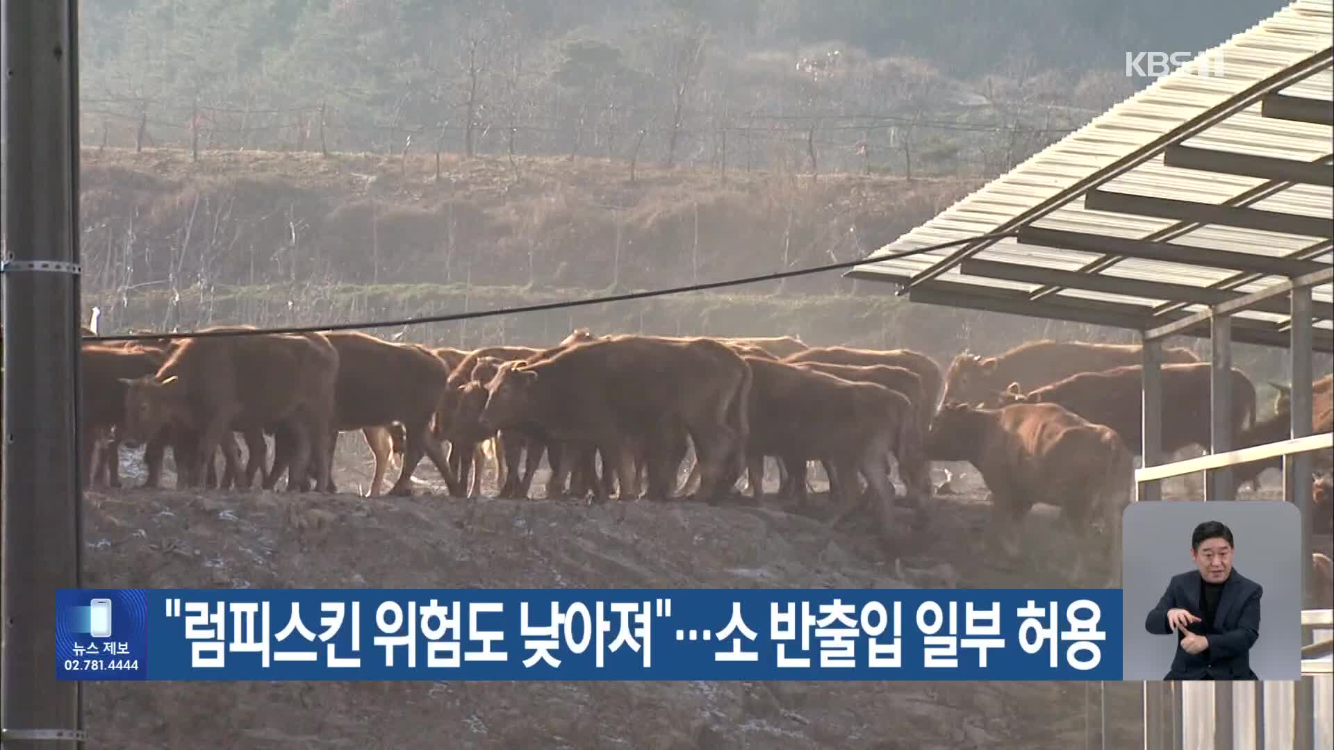 “럼피스킨 위험도 낮아져”…소 반출입 일부 허용