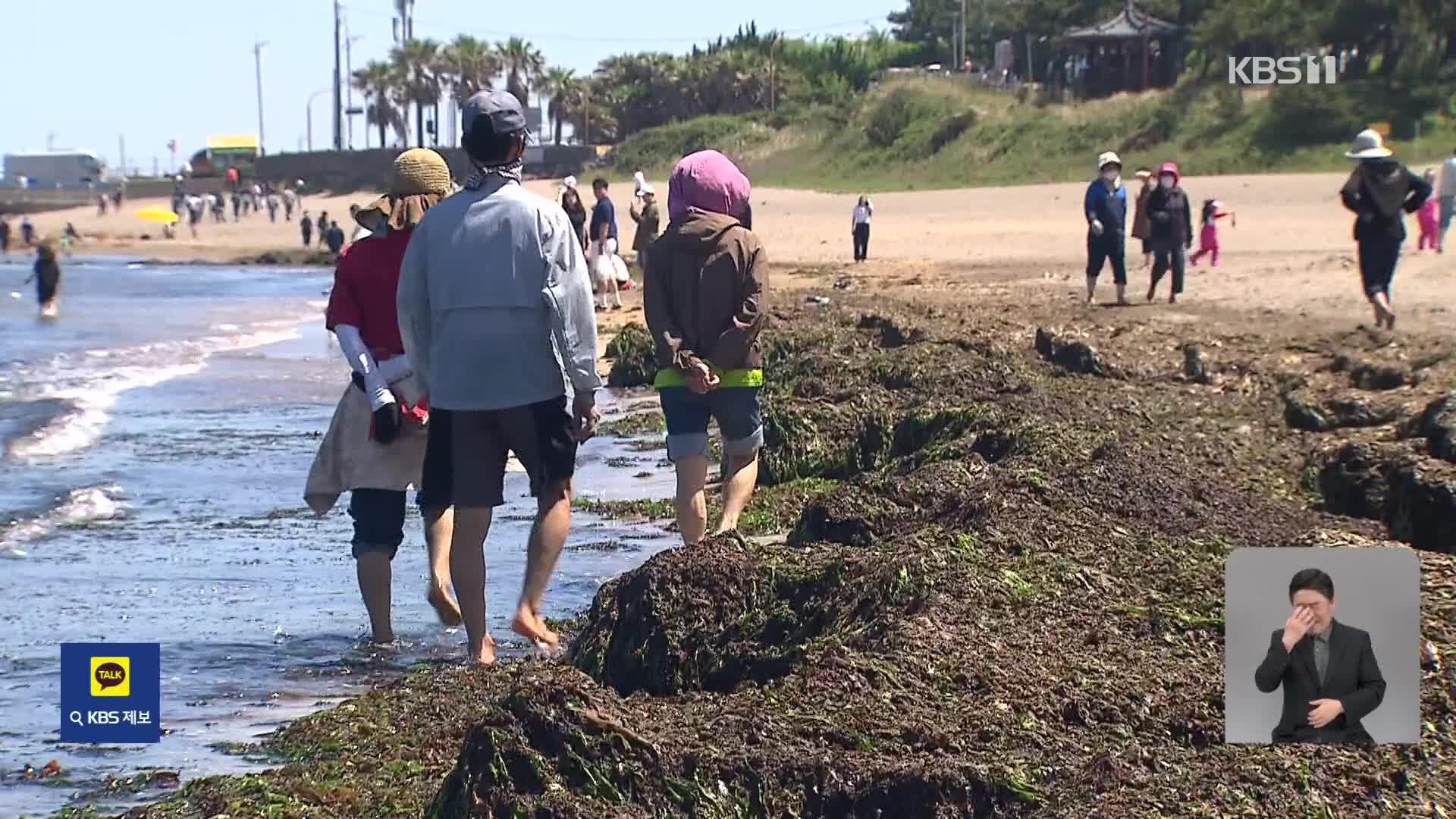 ‘바다의 불청객’ 괭생이모자반 유입…제주 해안 골치