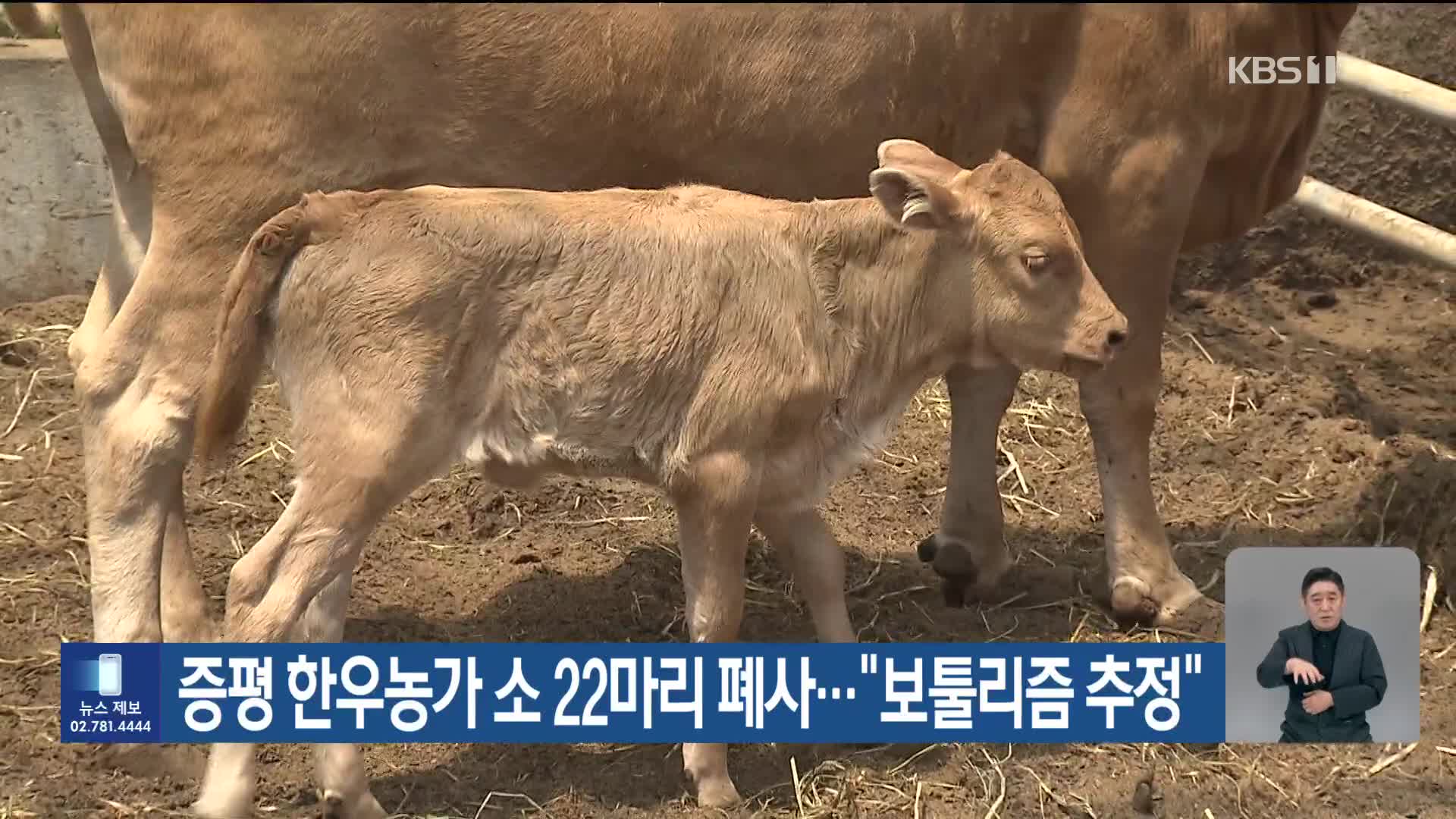 증평 한우농가 소 22마리 폐사…“보툴리즘 추정”