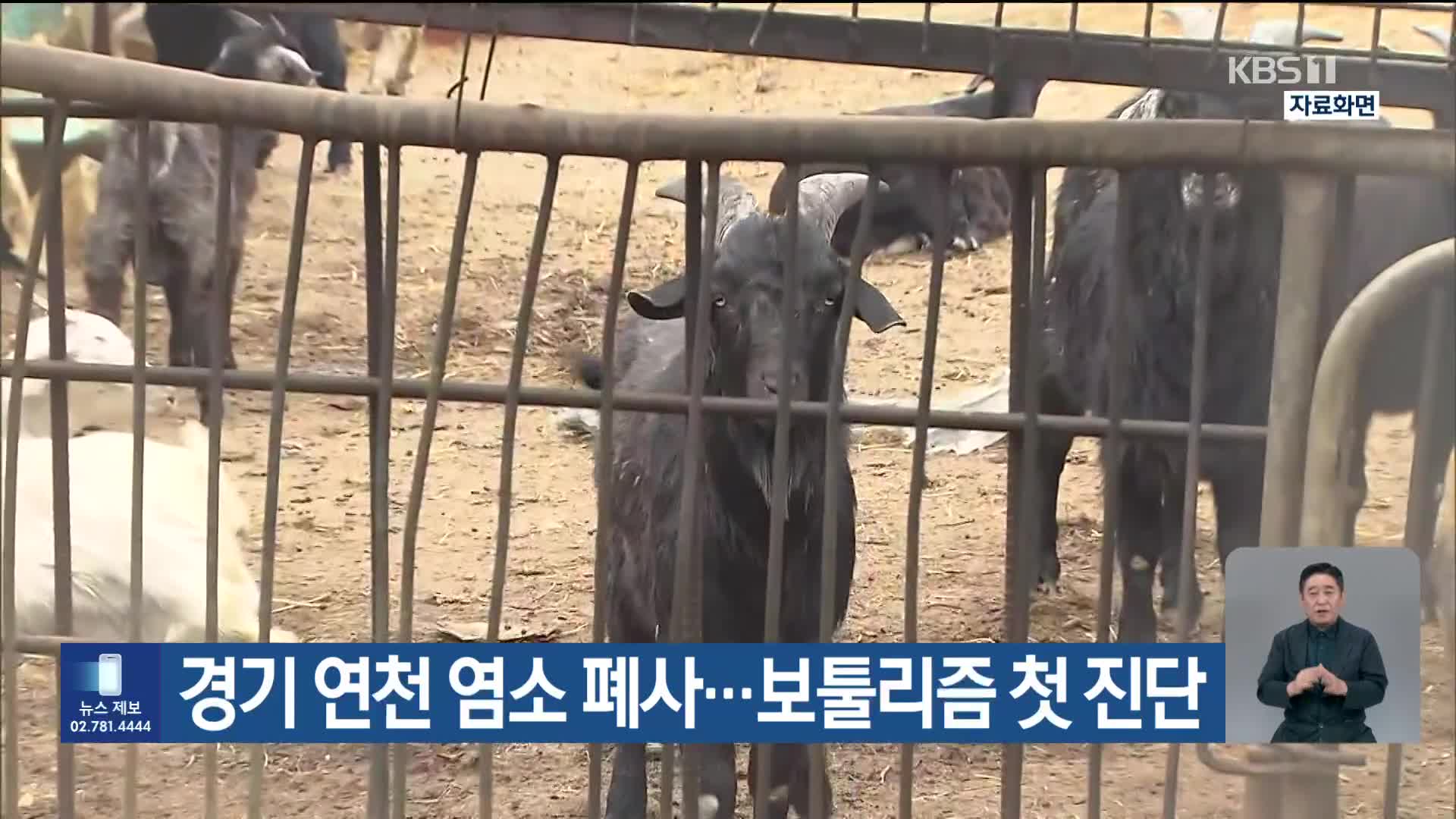 경기 연천 염소 폐사…보툴리즘 첫 진단