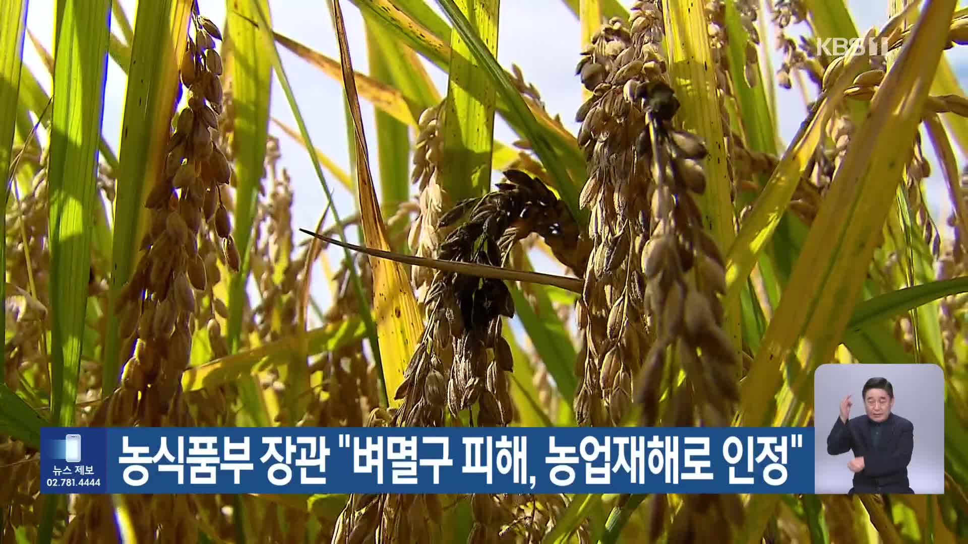 농식품부 장관 “벼멸구 피해, 농업재해로 인정”