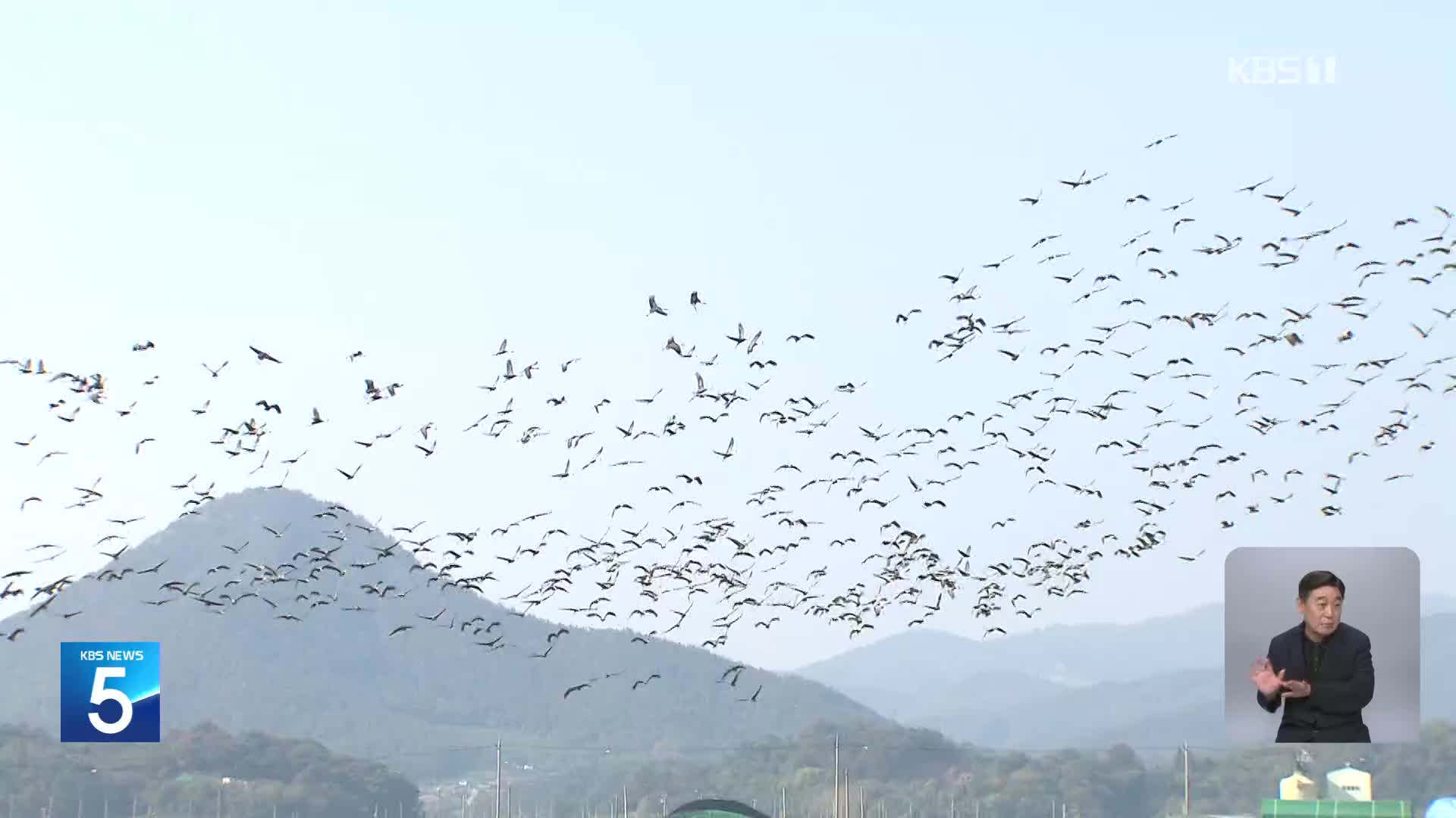 흑두루미 7천 마리 순천만에…겨울 철새 ‘장관’