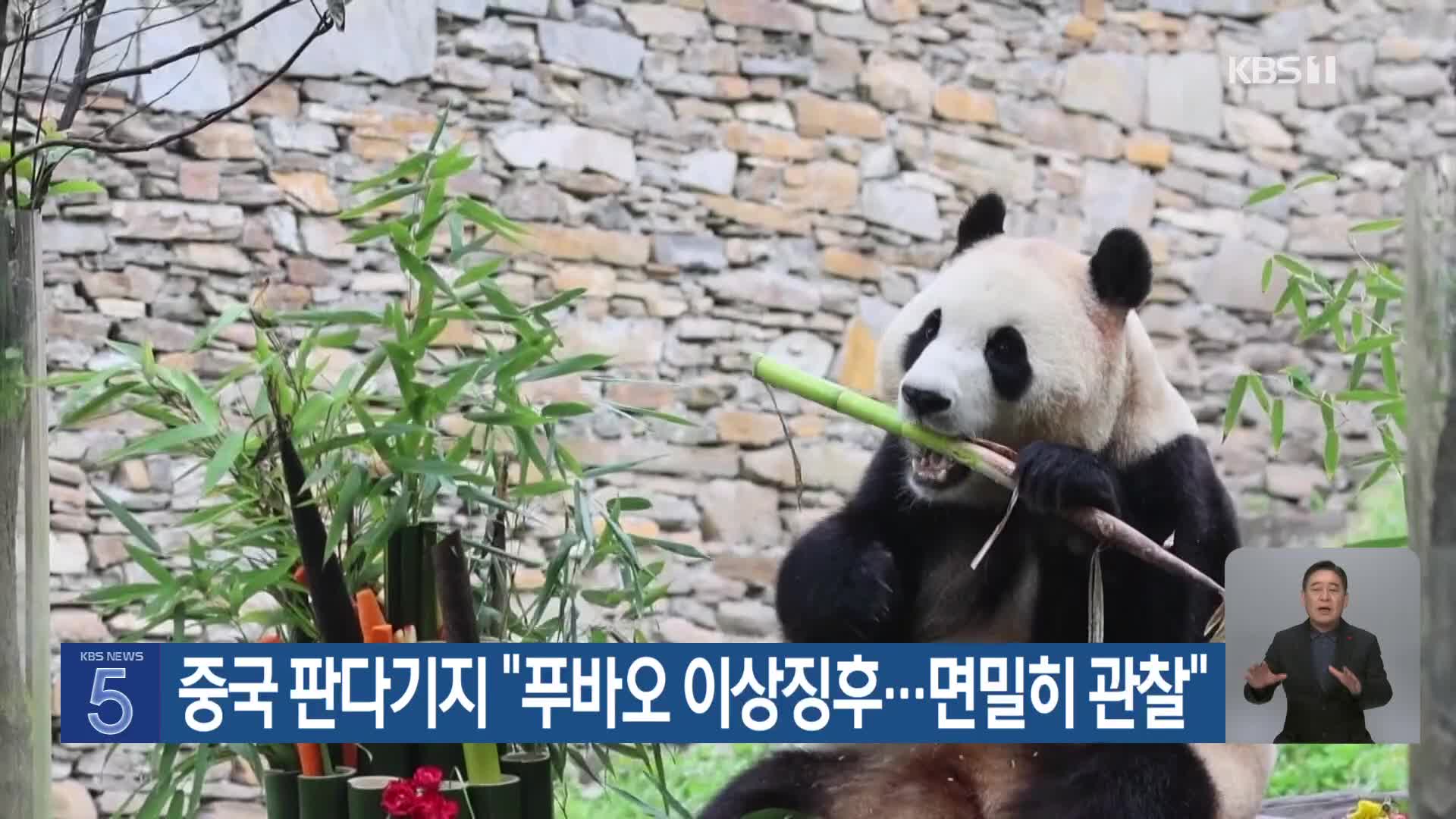 중국 판다기지 “푸바오 이상징후…면밀히 관찰”