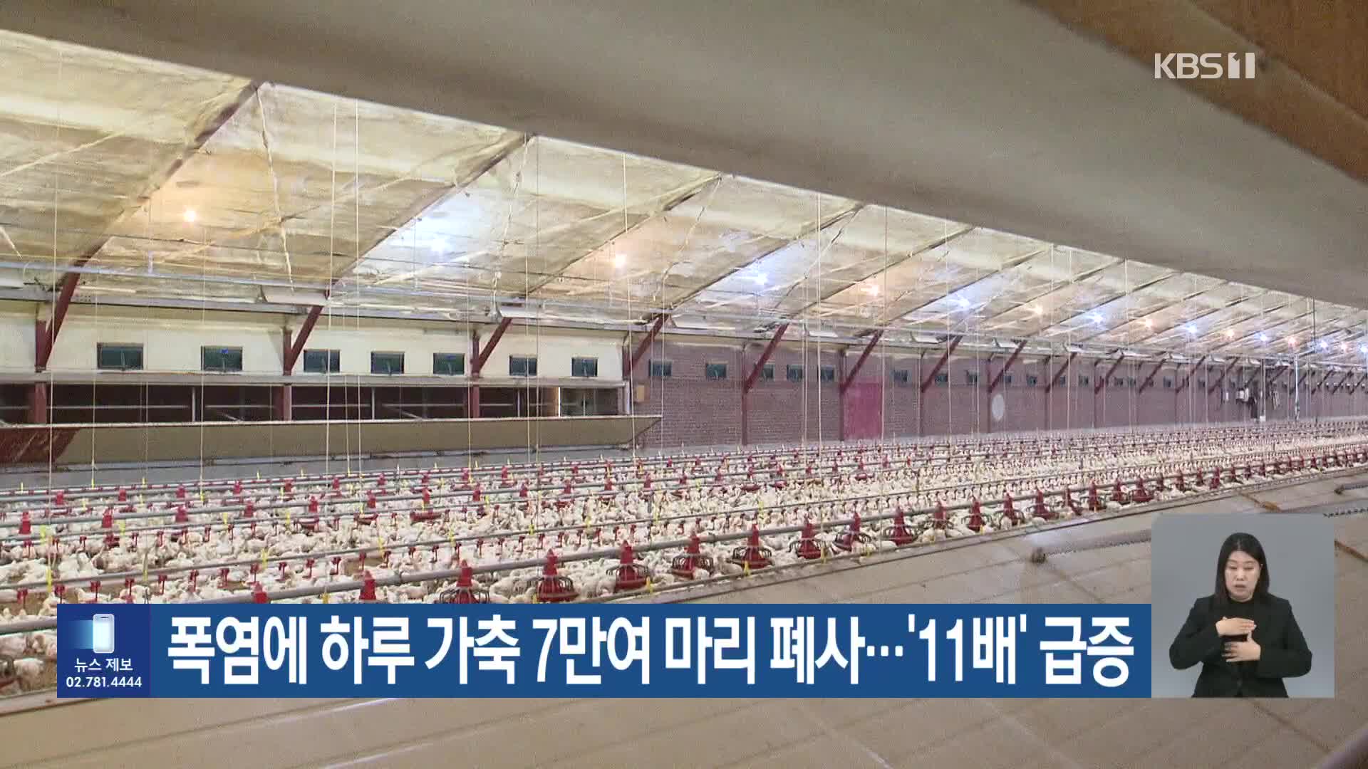 폭염에 하루 가축 7만여 마리 폐사…‘11배’ 급증