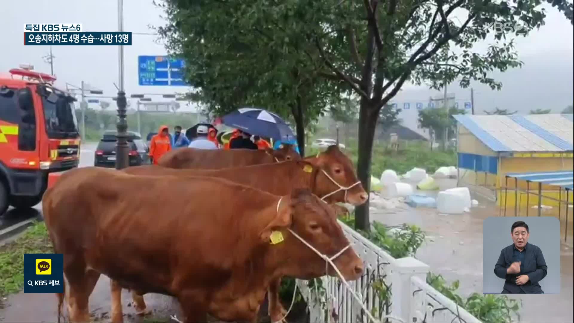 필사의 소 구출 작전…가축도 수해에 고통