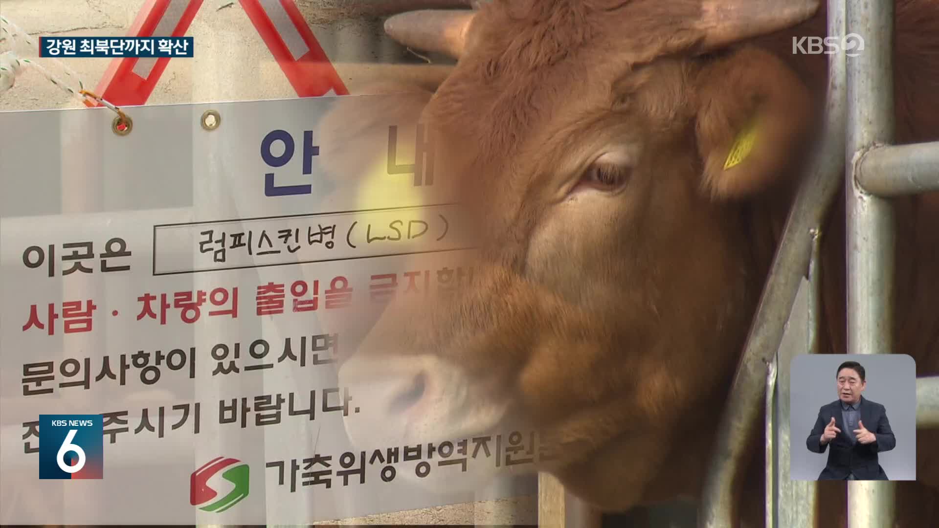 ‘럼피스킨’ 강원 최북단까지 확산…소 사육 농가 초비상