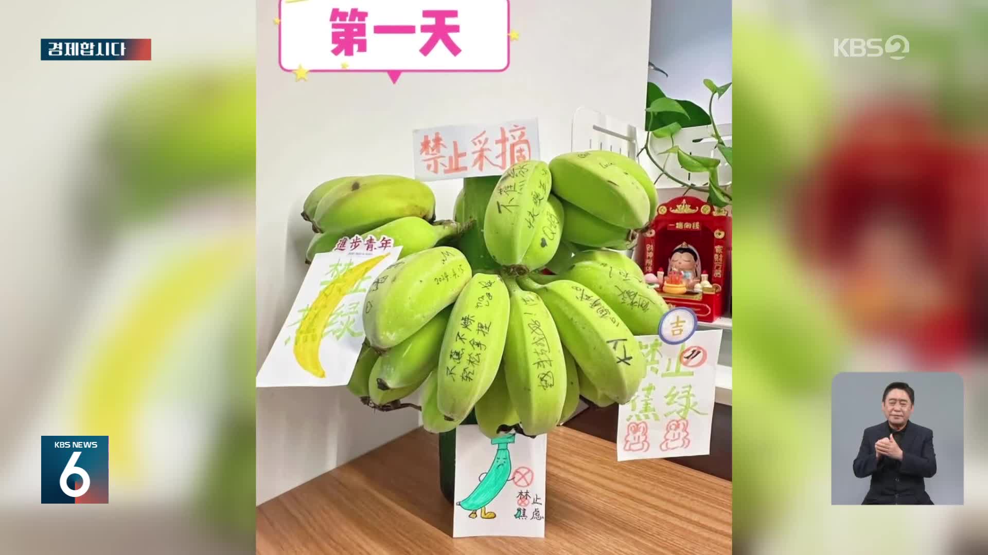 [경제합시다] ‘덜 익은’ 바나나 키우는 재미로…996에 지친 중국