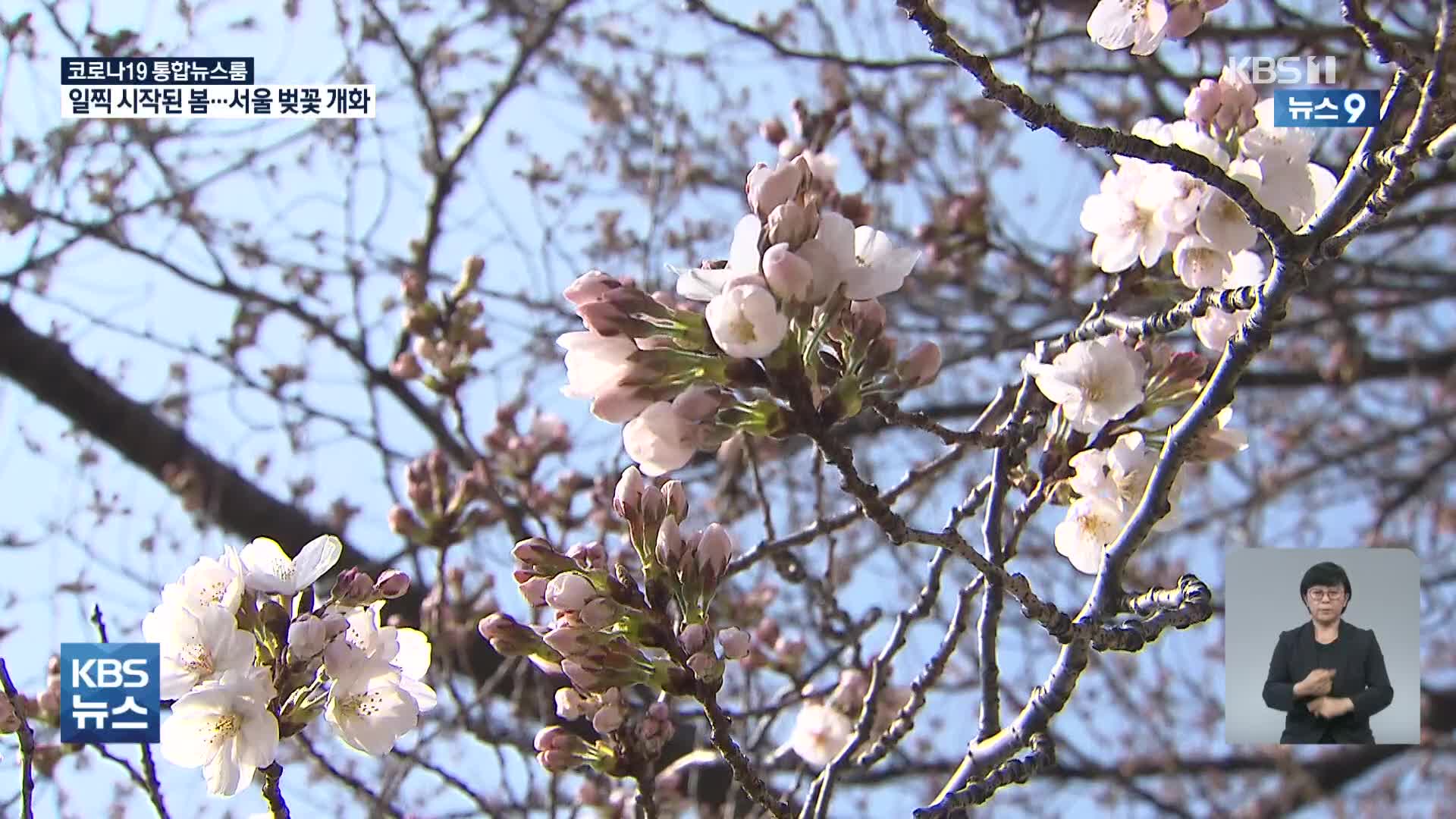 100년 만에 가장 빠른 서울 벚꽃…‘보통 날씨’ 기준도 바뀐다