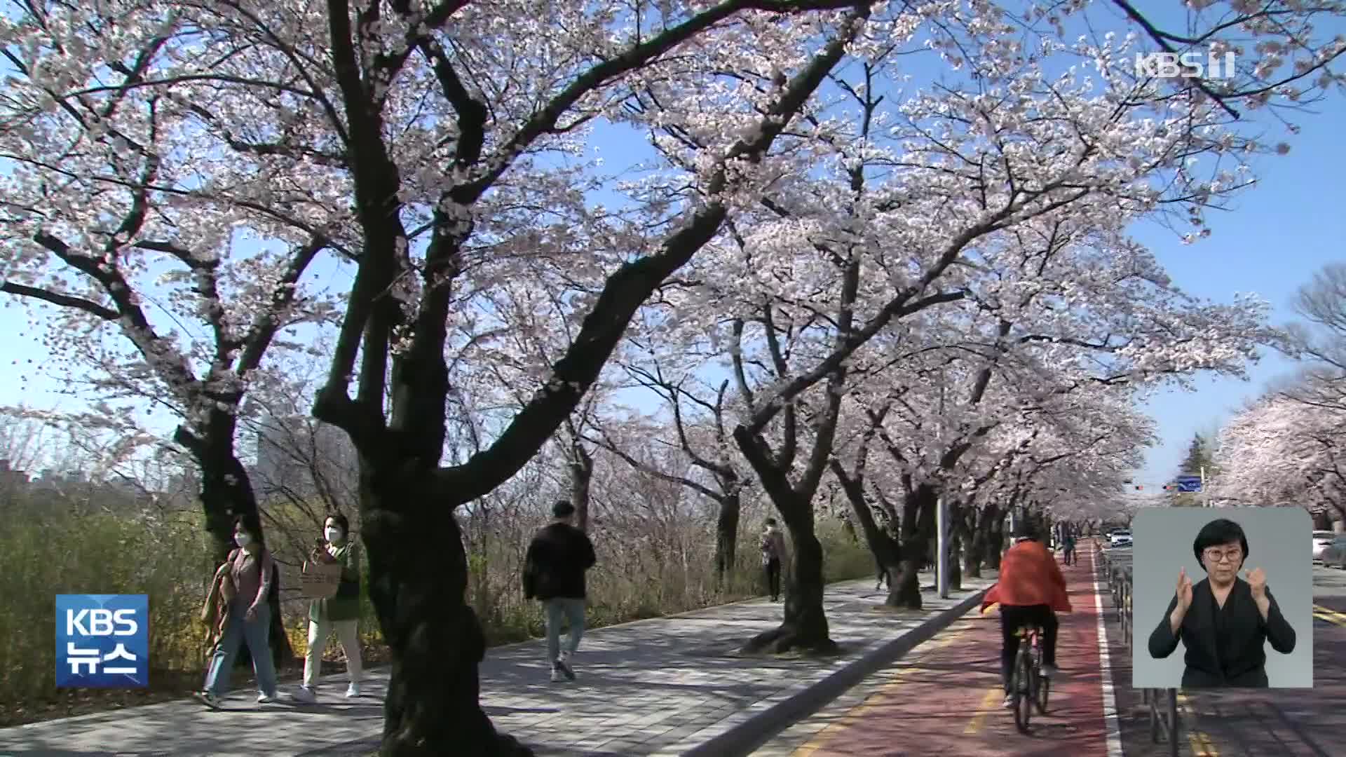 예상보다 일찍 만개한 벚꽃…내일부터 여의도 벚꽃길 차량 통제, 하루 500명만 관람 허용