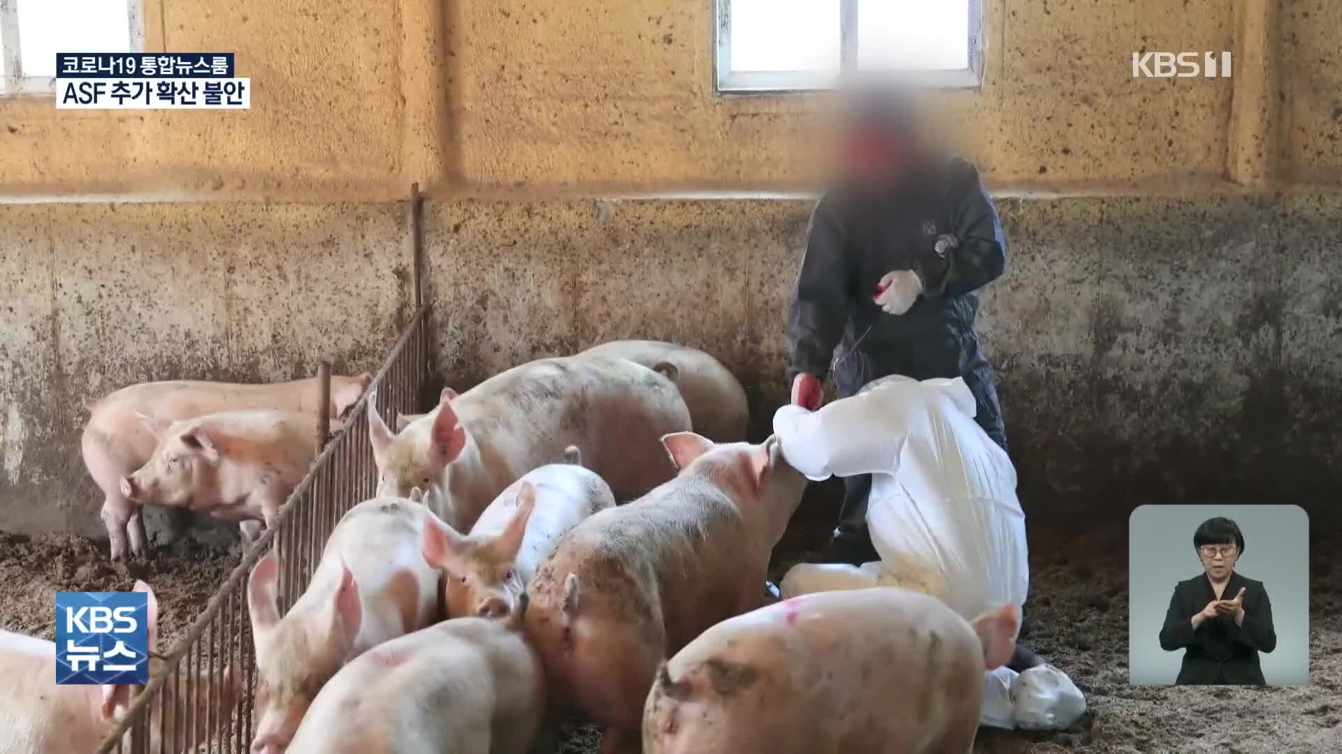 영월 돼지농장서 올해 첫 ‘ASF’…48시간 이동중지명령