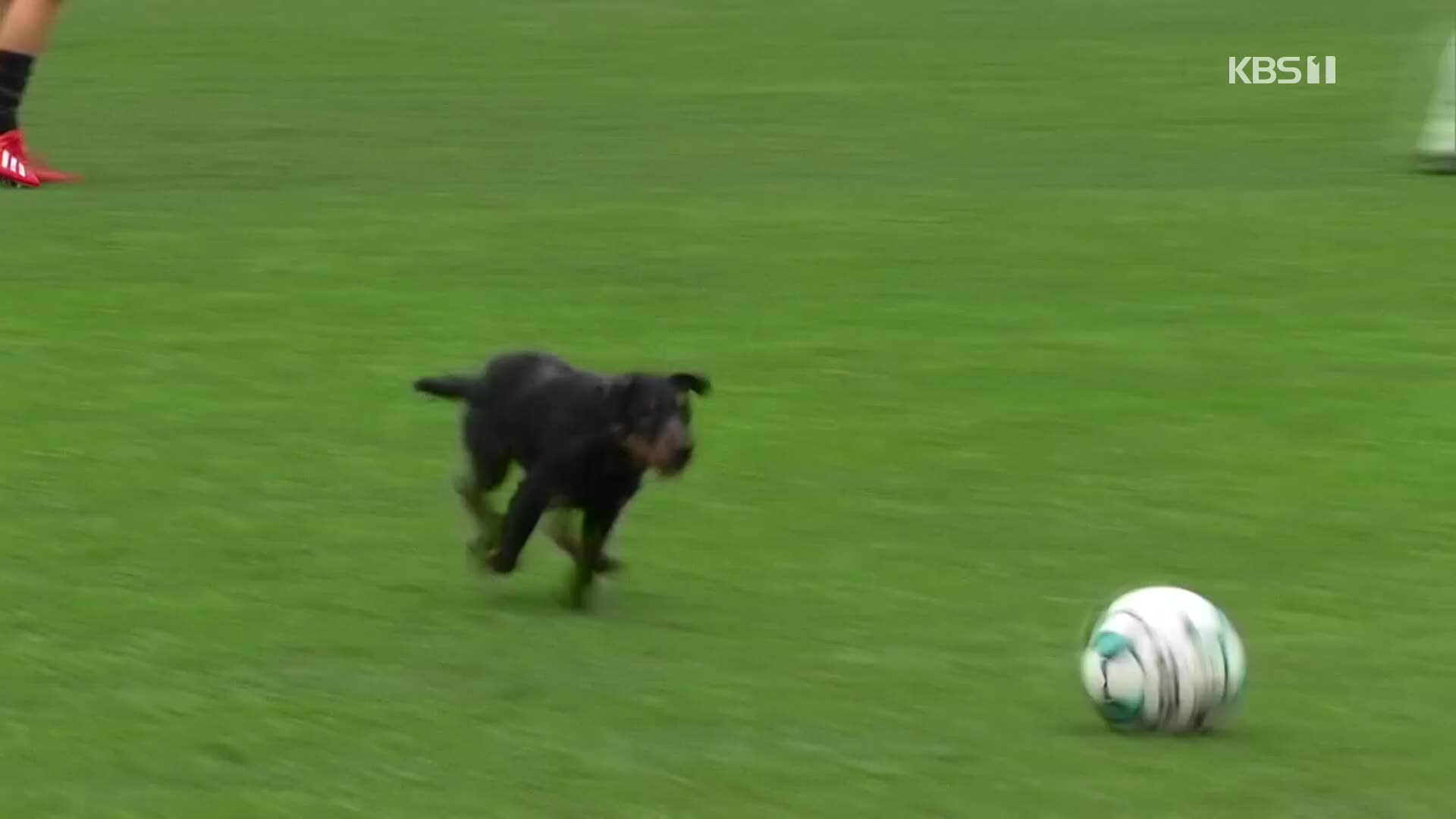 [오늘의 영상] ‘축구장 강아지’는 드리블을 한다?