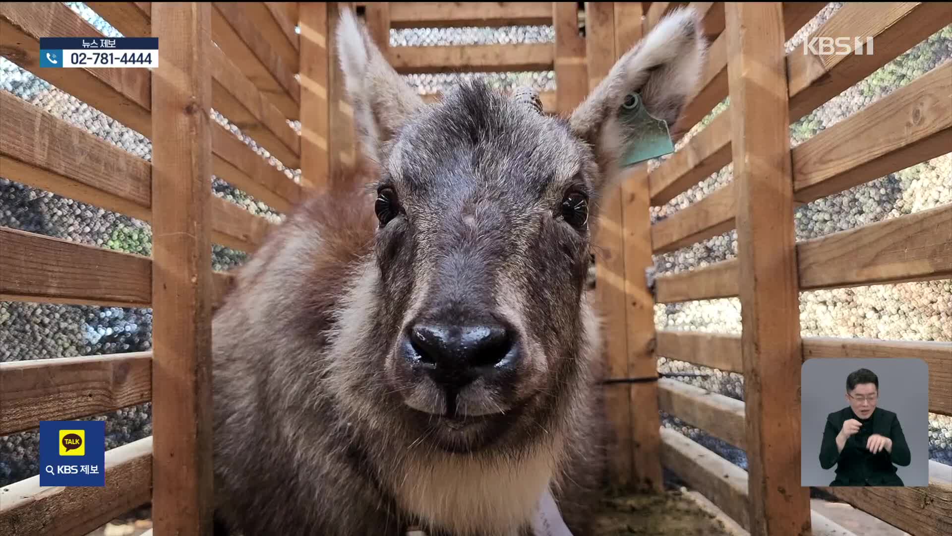 Mountain goats exhausted by heavy snowfall rescued and returned to nature