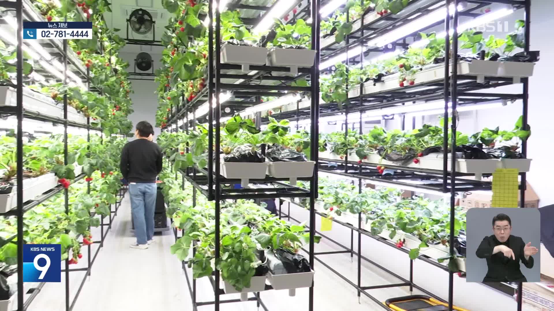 Strawberry farm in urban buildings