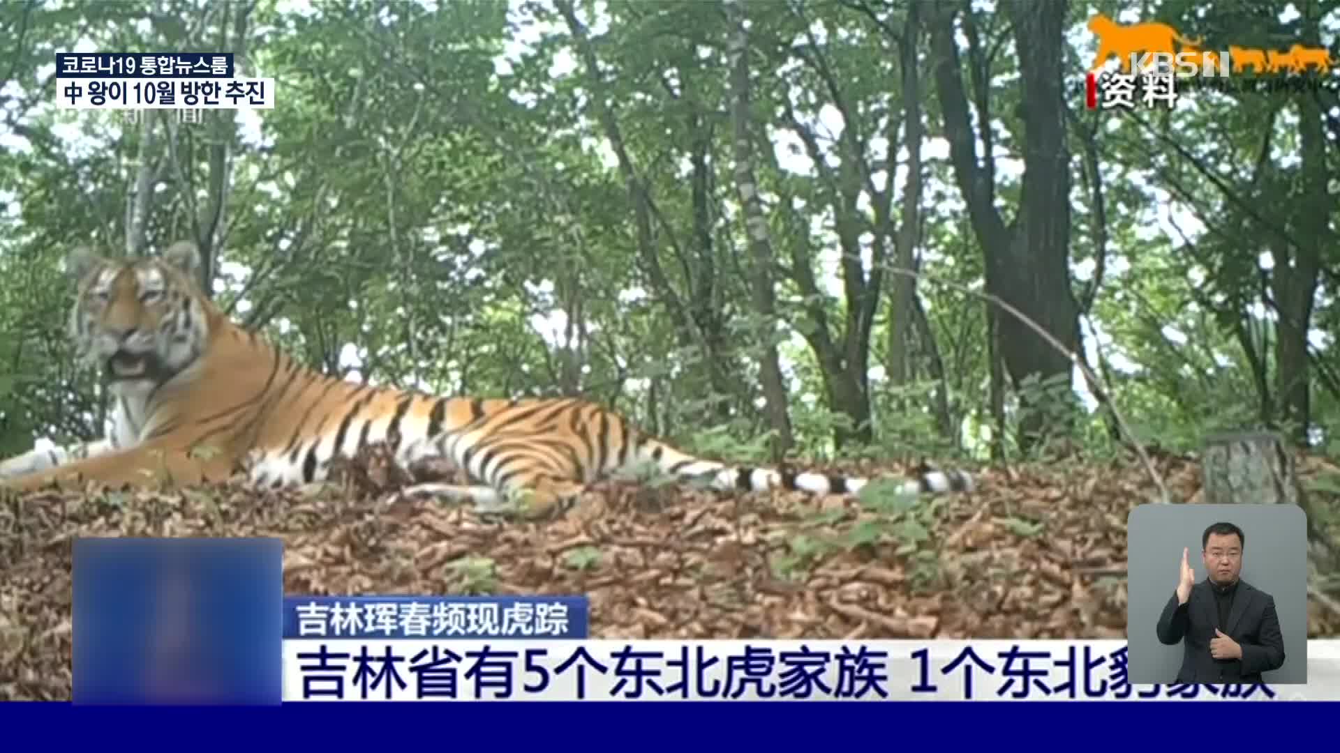 중국, 멸종 위기 야생 백두산 호랑이 잦은 출몰