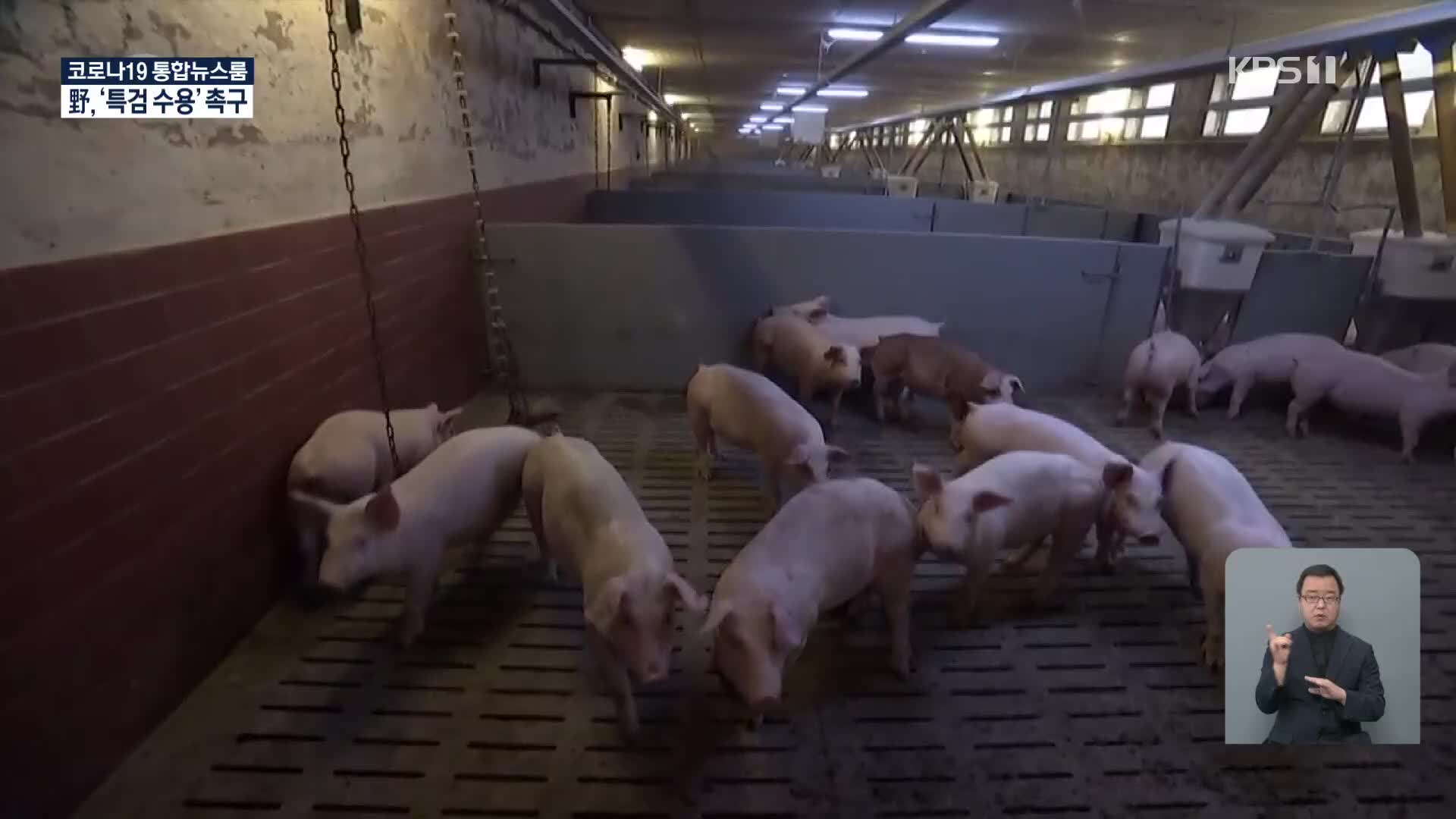 독일 돼지 사육 농가 위기