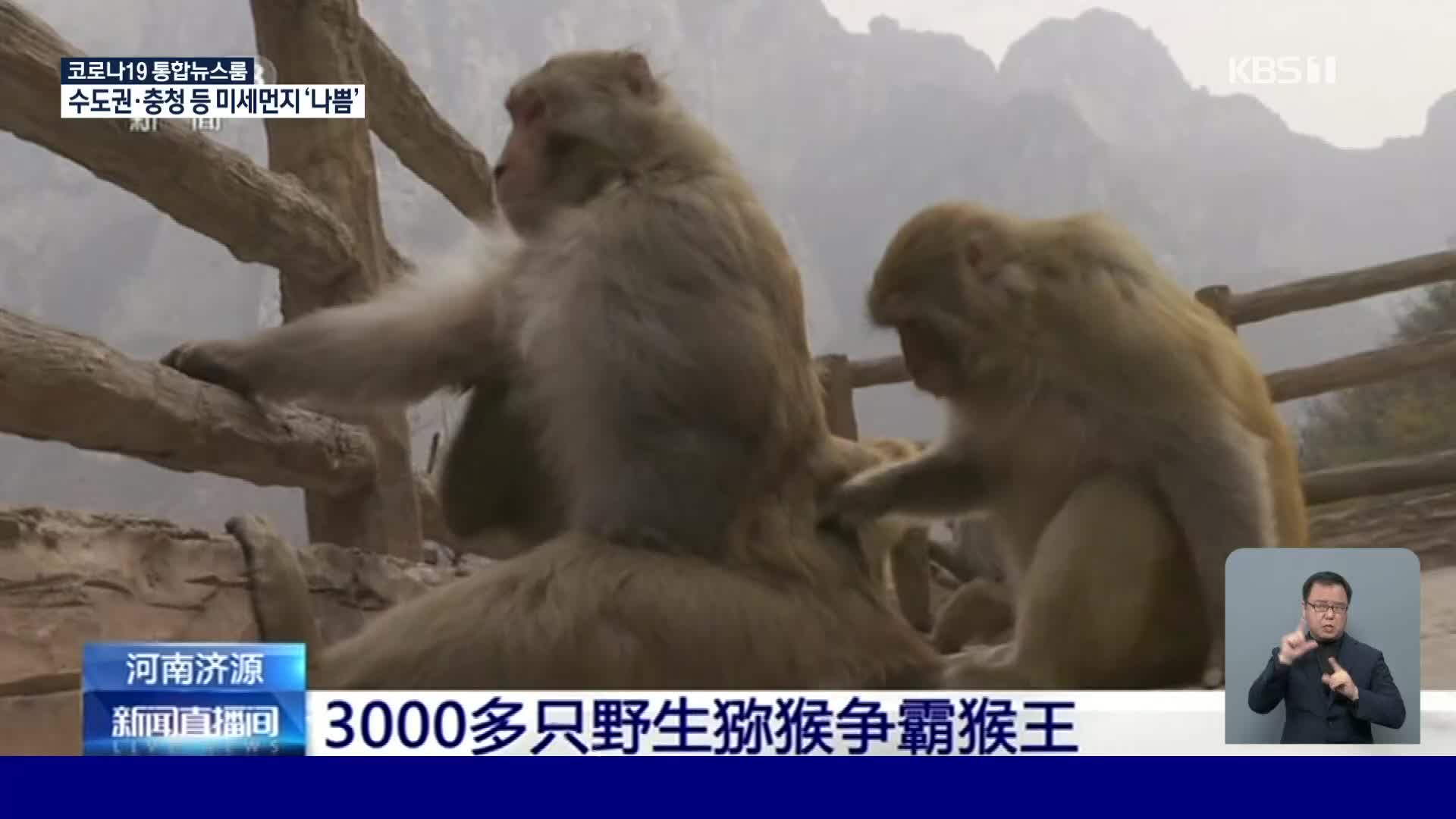 중국, 붉은털원숭이의 왕위 쟁탈전