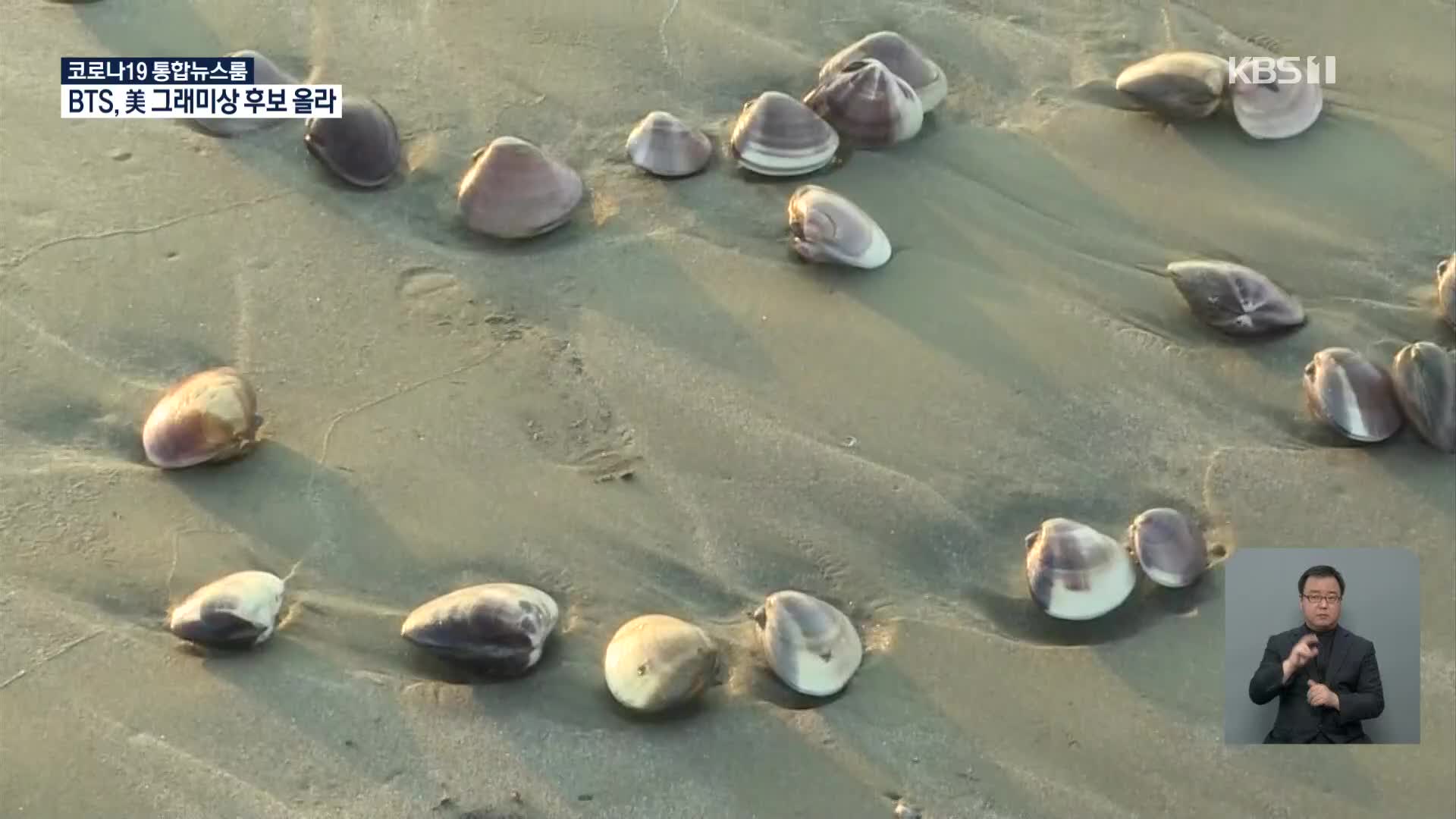 일본, 지바현 해변에 대량의 대합 떠밀려와